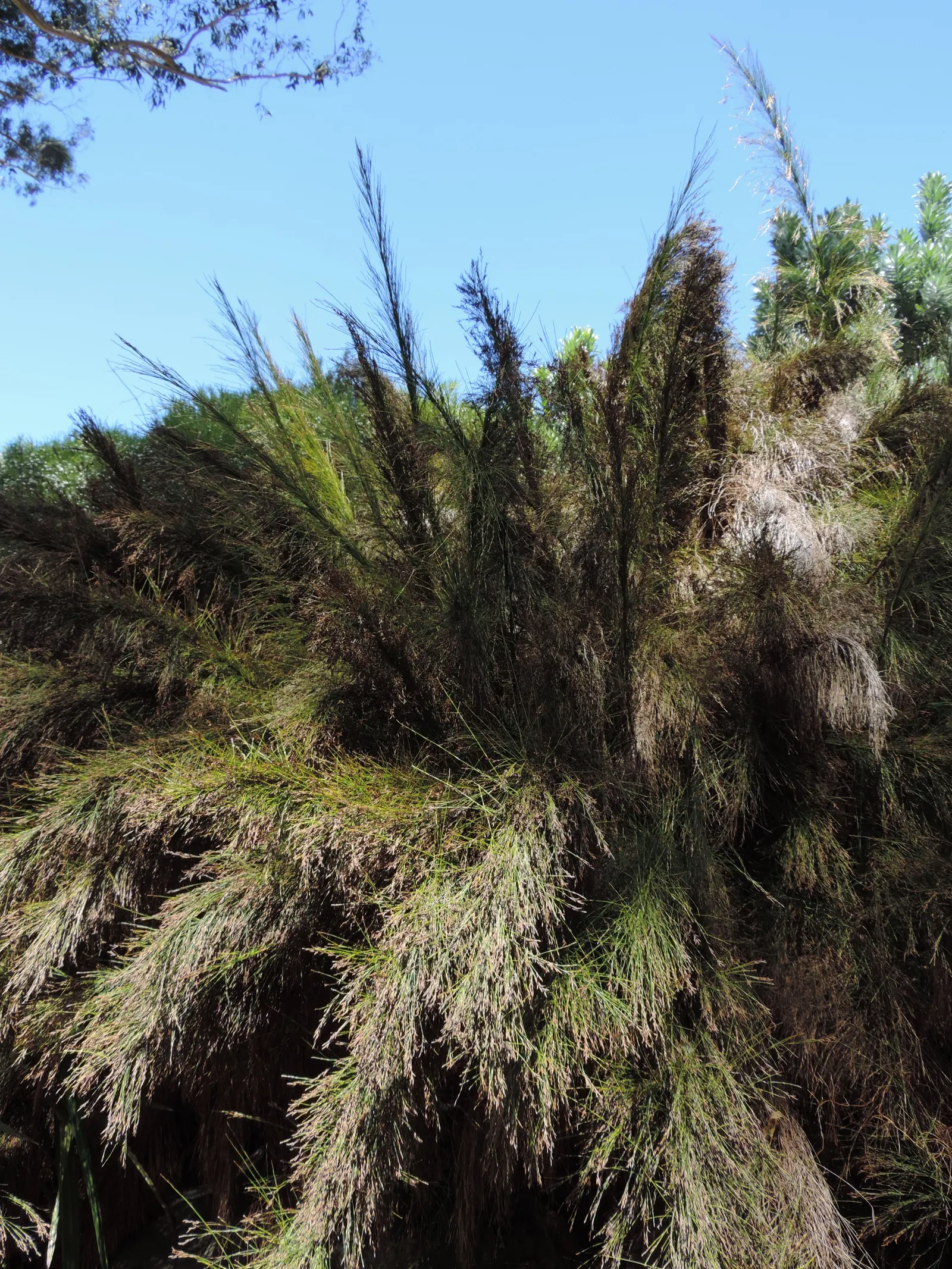Subverticillate Ischyrolepis (Ischyrolepis Subverticillata) — This plant prefers full sun to partial shade and tolerates a variety of soil types