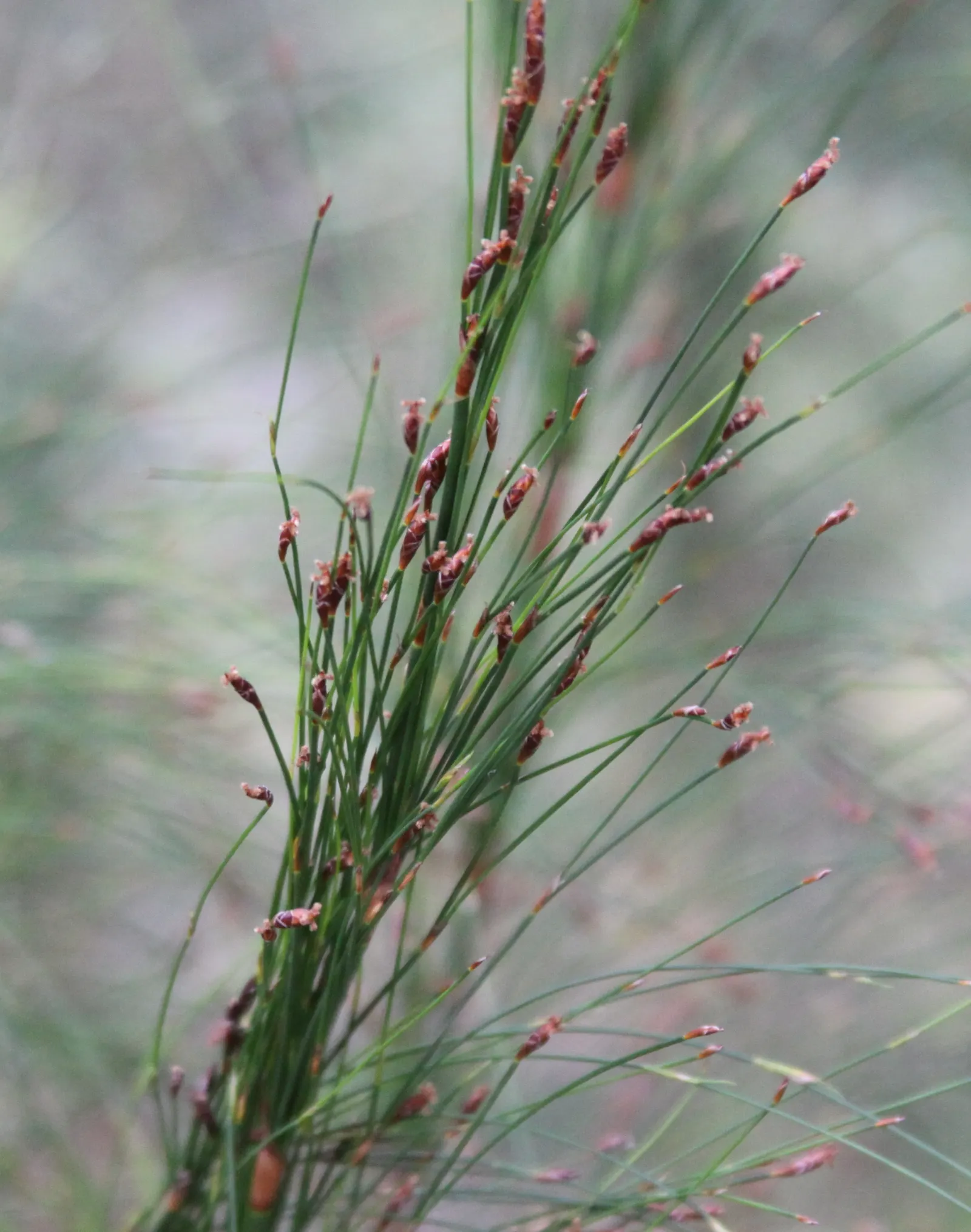 Subverticillate Ischyrolepis (Ischyrolepis Subverticillata) — evergreen ornamental grass hailing from South Africa