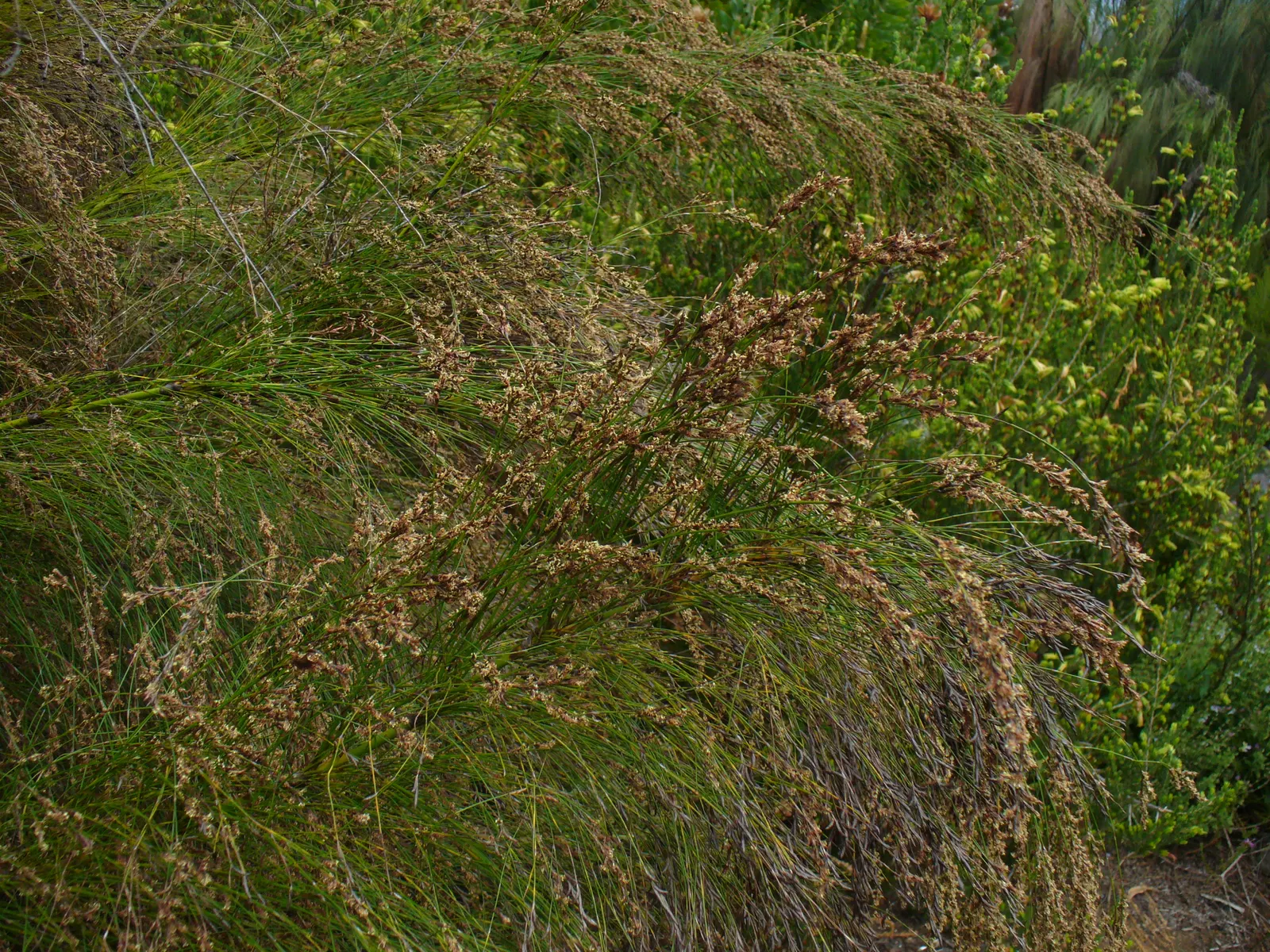 Subverticillate Ischyrolepis (Ischyrolepis Subverticillata) — the Broom Restio commands attention without overwhelming space