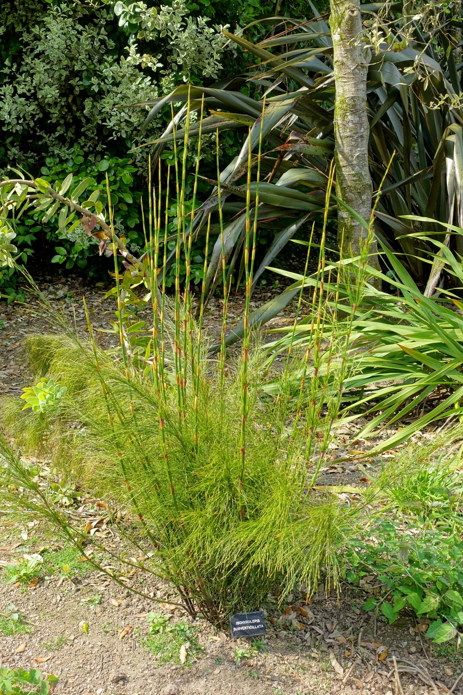 Subverticillate Ischyrolepis (Ischyrolepis Subverticillata) — offering texture and movement to garden designs