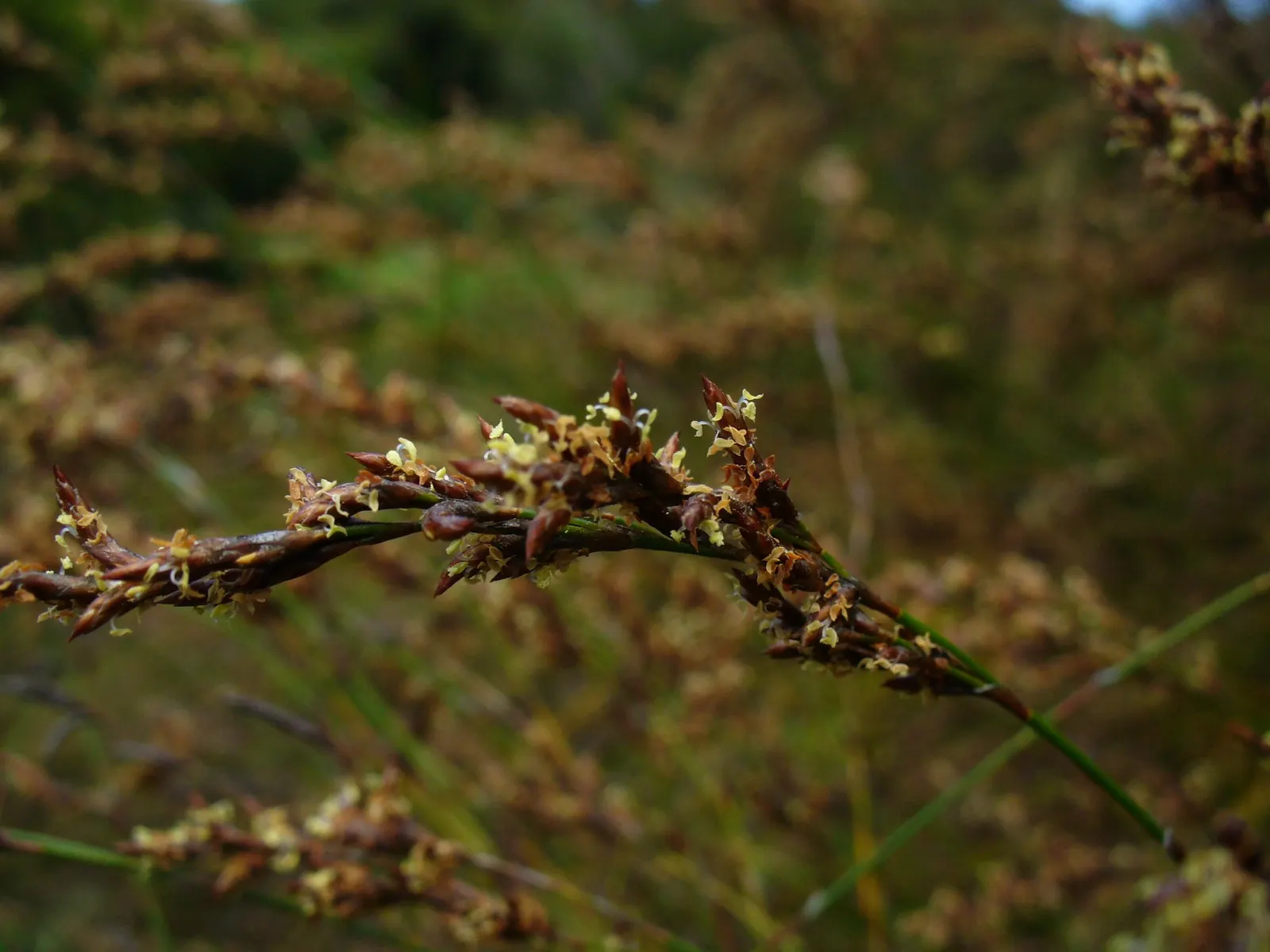Subverticillate Ischyrolepis (Ischyrolepis Subverticillata) — perennial for full or half
