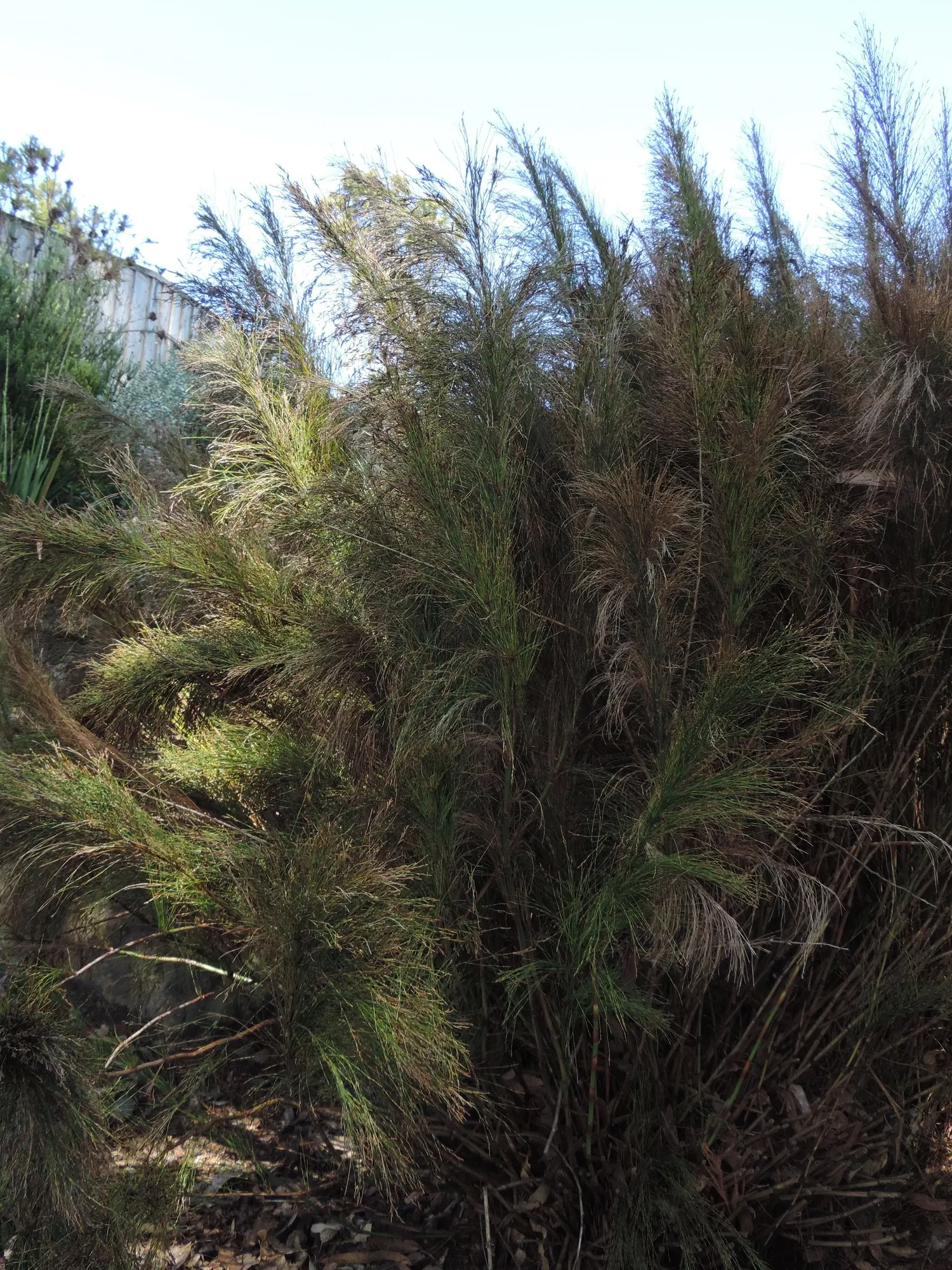 Subverticillate Ischyrolepis (Ischyrolepis Subverticillata) — Consider grouping in mass plantings for a dramatic effect or using as an accent plant for its