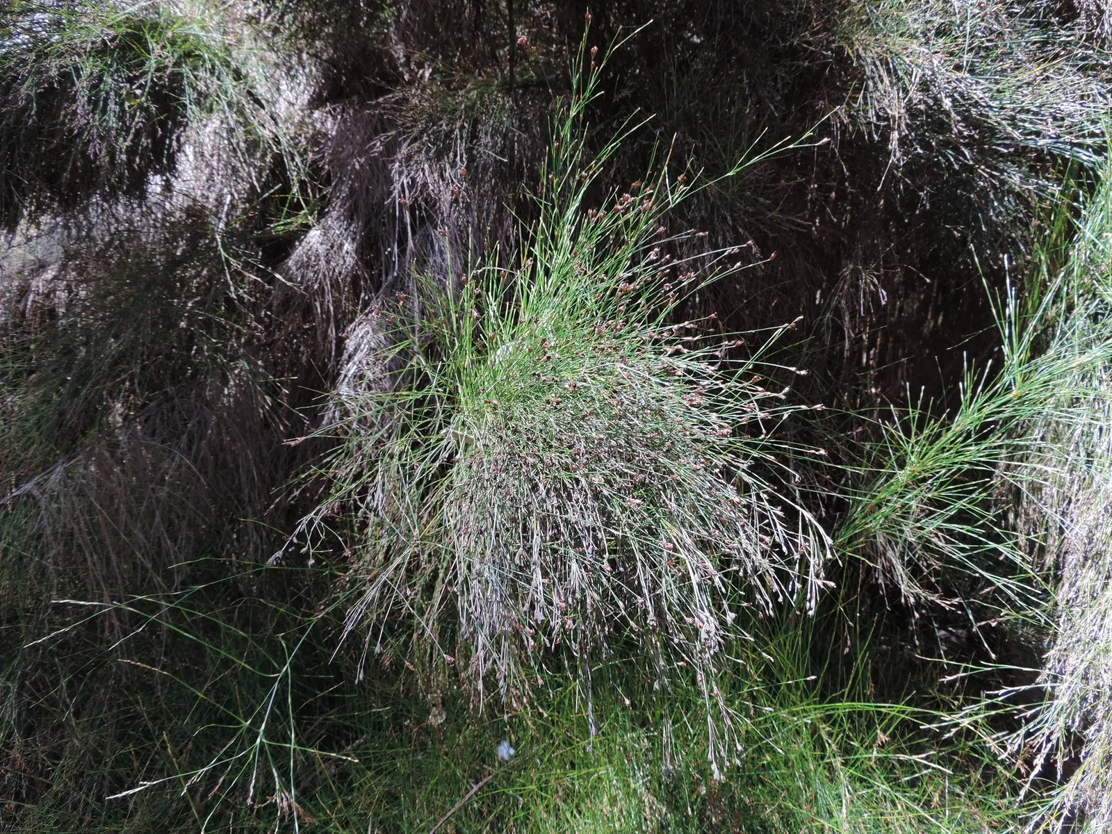 Subverticillate Ischyrolepis (Ischyrolepis Subverticillata) — dark green foliage contrasts beautifully against bold-leaved plants or smooth