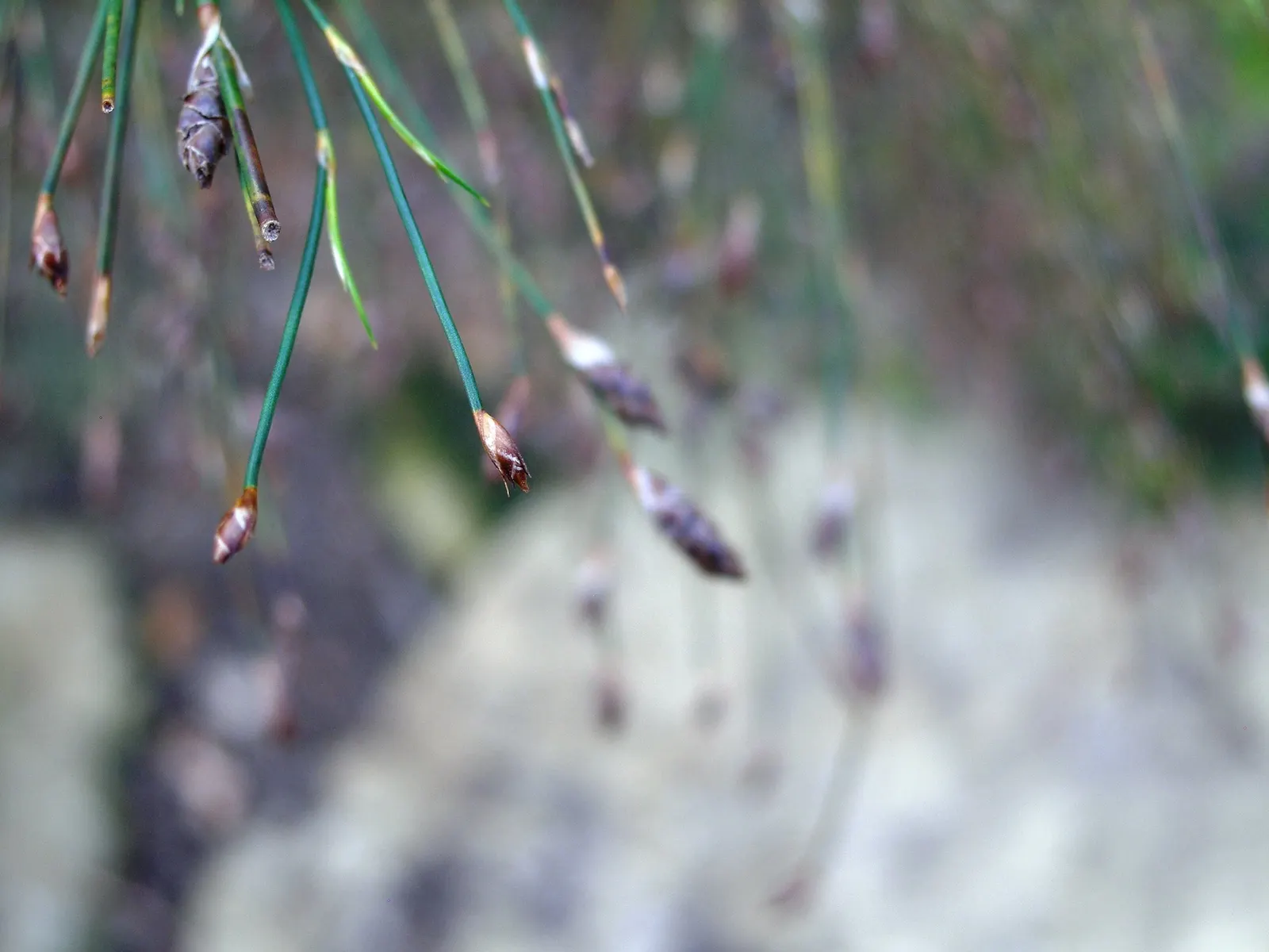 Subverticillate Ischyrolepis (Ischyrolepis Subverticillata) — it is vital to allow enough space for its full growth potential