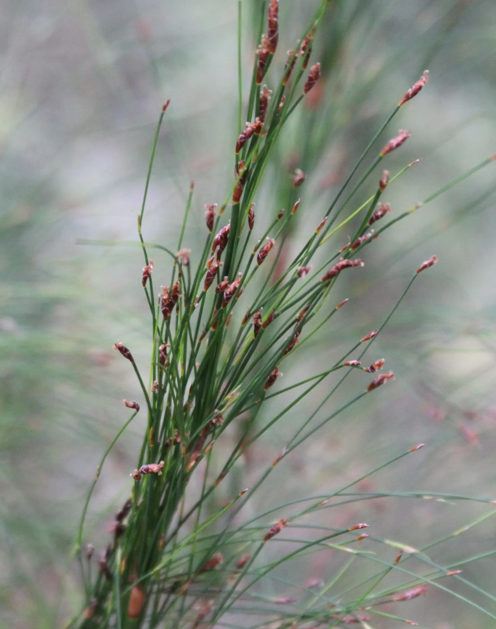 Subverticillate Ischyrolepis (Ischyrolepis Subverticillata) — multi-colored and white and yellow flowers in the garden