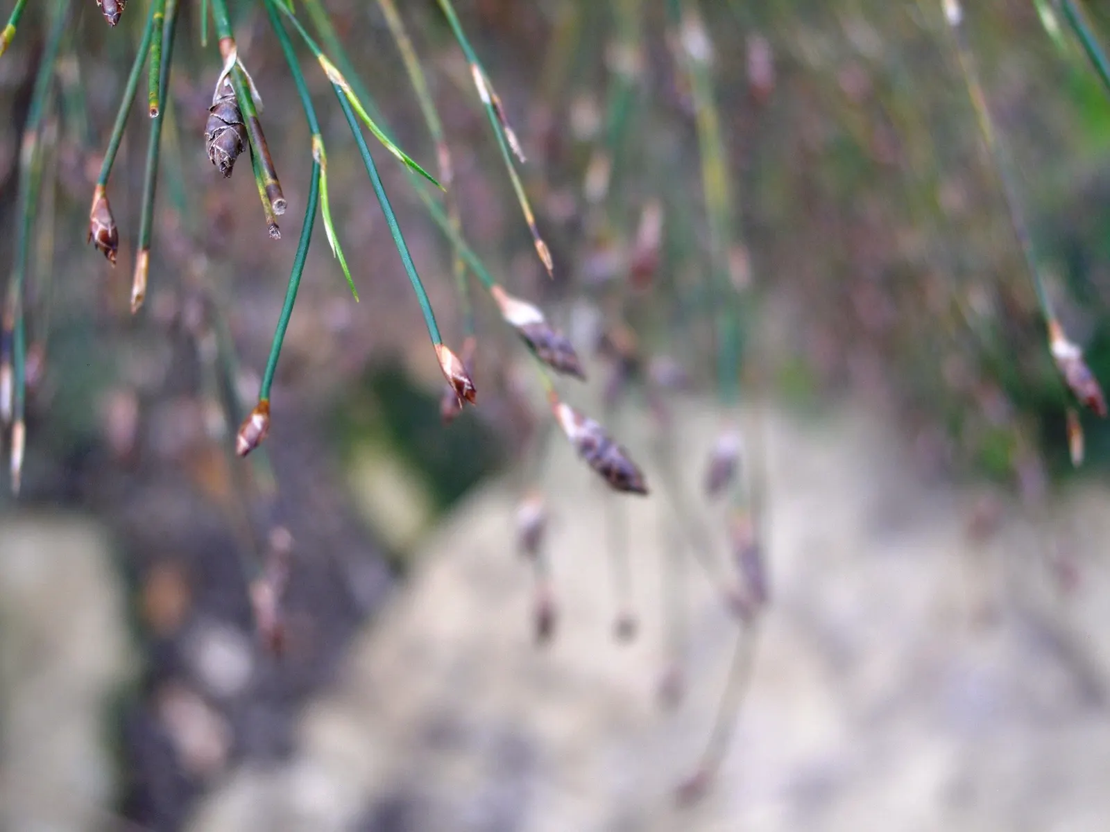 Subverticillate Ischyrolepis (Ischyrolepis Subverticillata) — The Broom Restio blooms in late summer