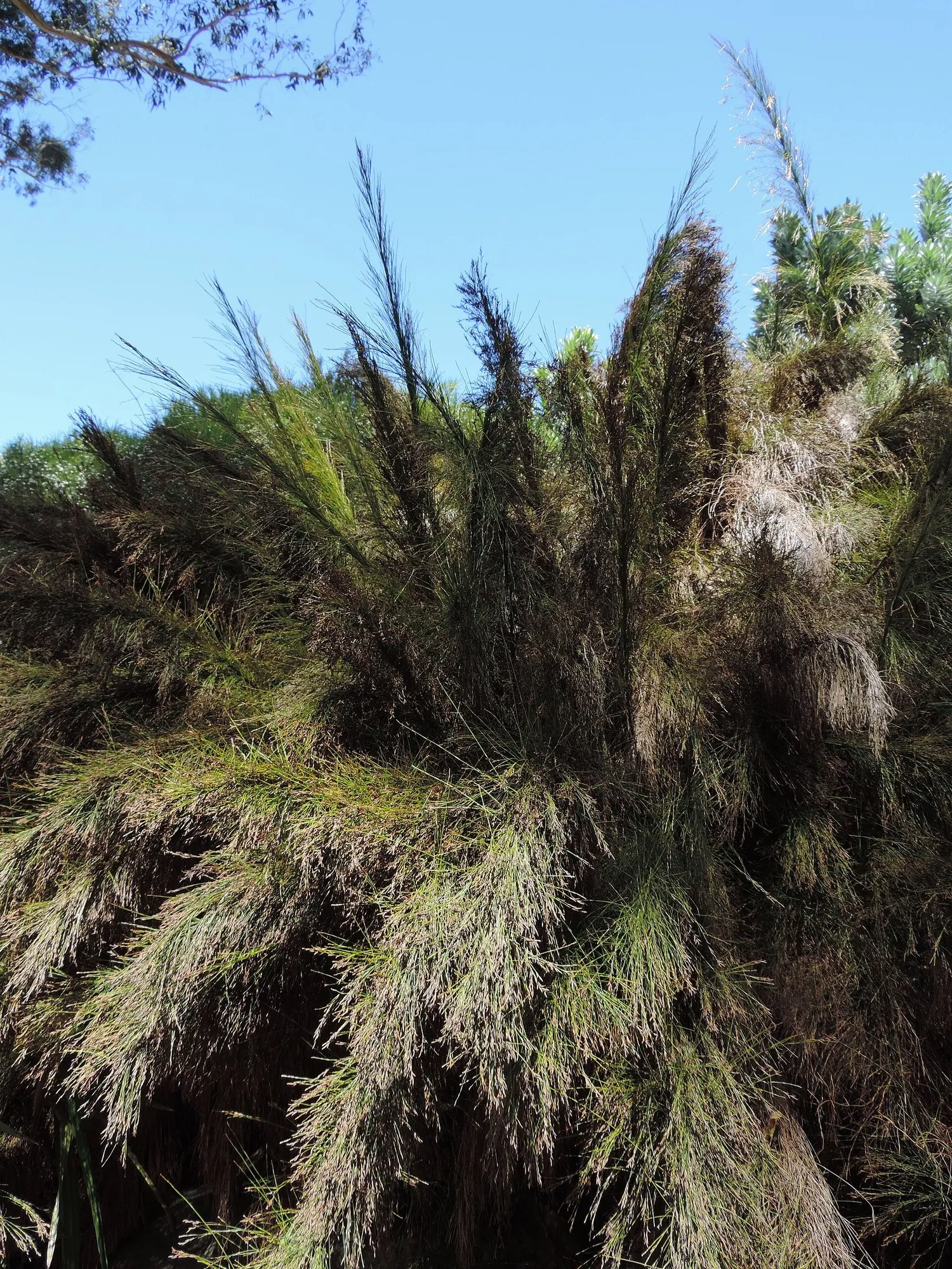 Subverticillate Ischyrolepis (Ischyrolepis Subverticillata) — It is relatively low maintenance