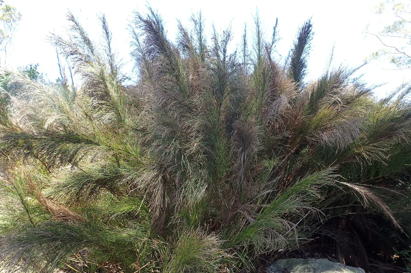 Subverticillate Ischyrolepis (Ischyrolepis Subverticillata) — and can tolerate coastal conditions