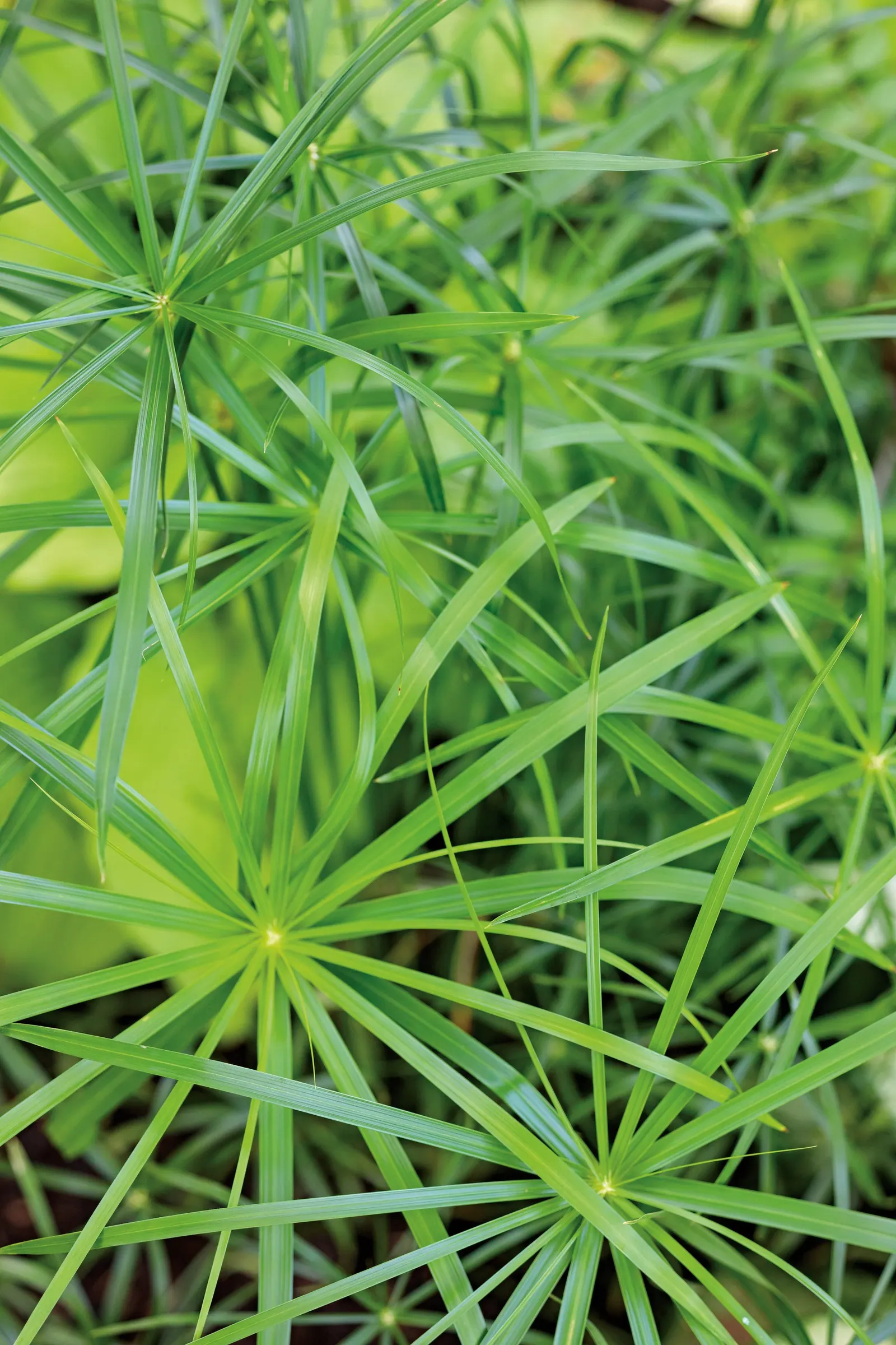 Baby Tut® Umbrella Grass (Cyperus involucratus) — this umbrella grass plant should be considered a perennial and the following information should be useful