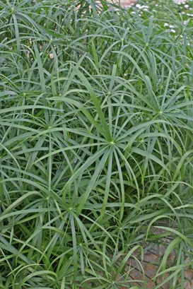 Baby Tut® Umbrella Grass (Cyperus involucratus) — Proven Winners - Graceful Grasses® Baby Tut® - Umbrella Grass - Cyperus involucratus plant details
