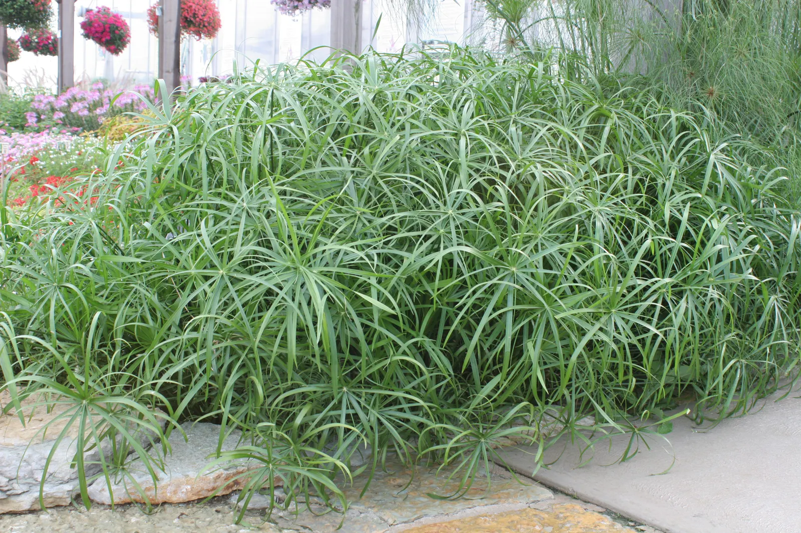 Baby Tut® Umbrella Grass (Cyperus involucratus) — It is best to keep the soil moist; this umbrella grass plant should be considered a perennial and, image 53