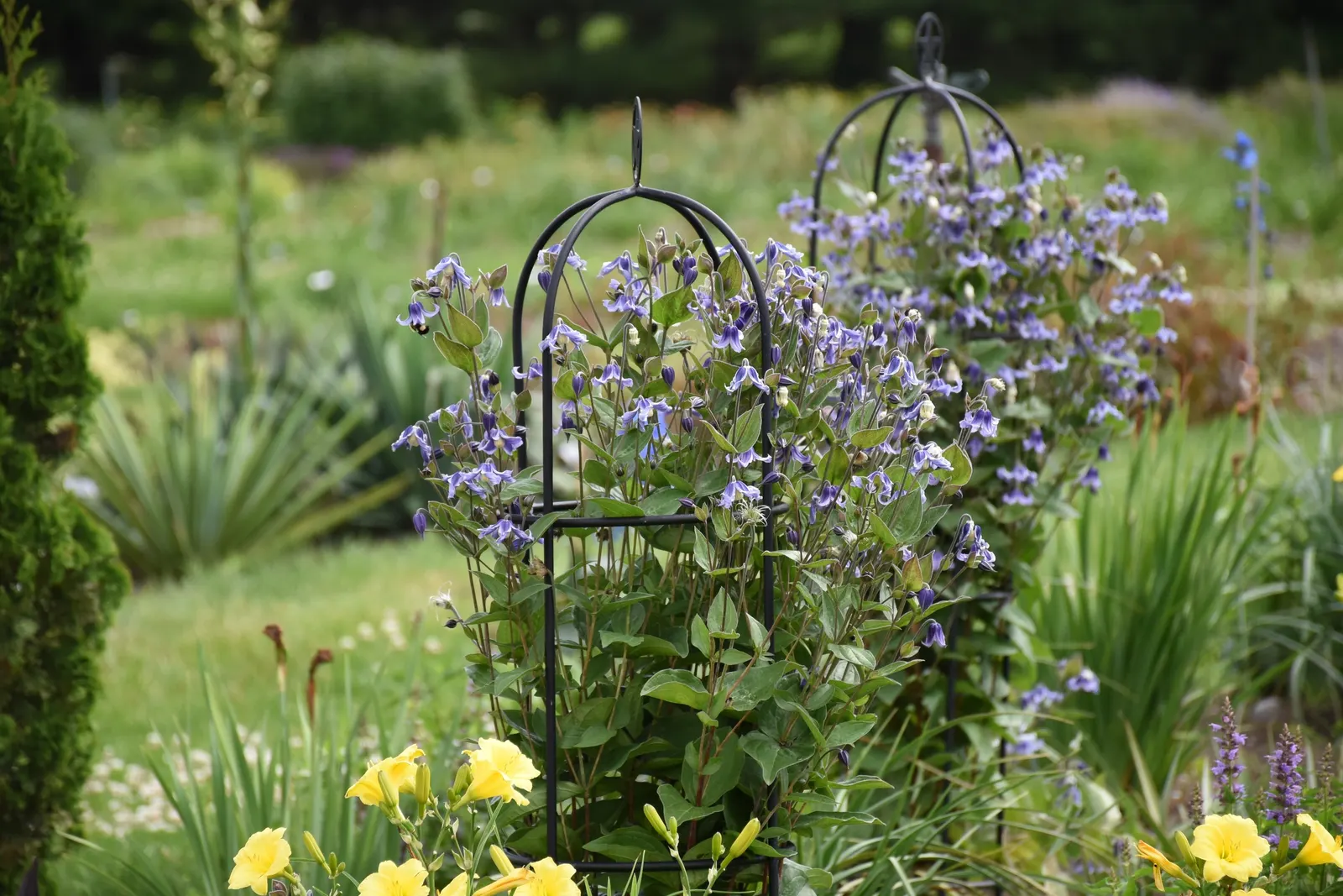 'Stand by Me' Bush Clematis (Clematis hybrid) — Best in full sun or light shade