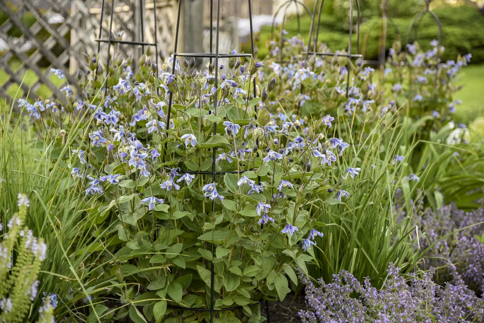 'Stand by Me' Bush Clematis (Clematis hybrid) — cages or neighboring plants for support.