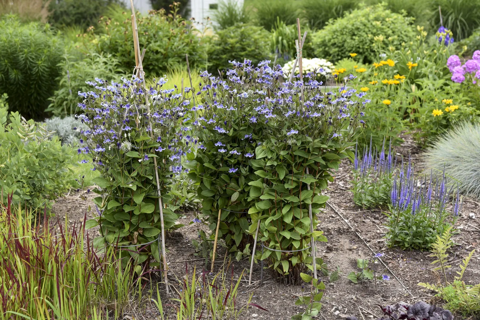 'Stand by Me' Bush Clematis (Clematis hybrid) — A non-vining herbaceous Clematis that dies back to the ground at the end of the growing season