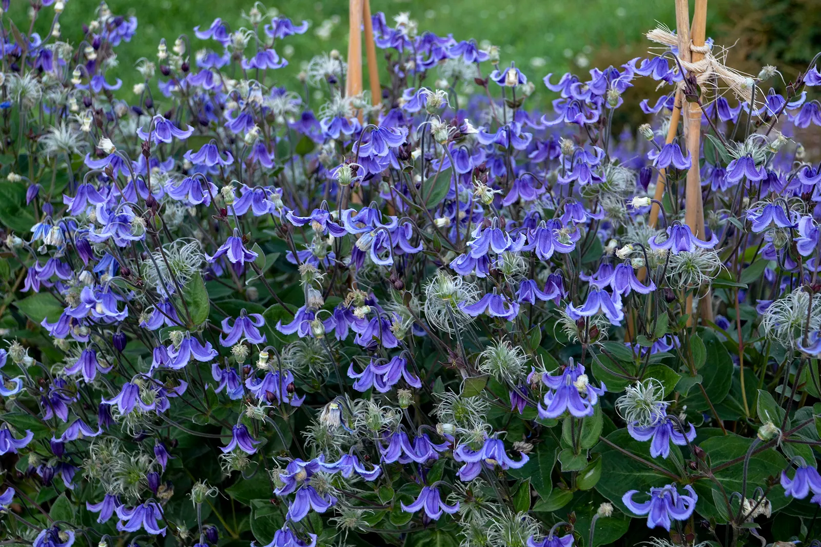'Stand by Me' Bush Clematis (Clematis hybrid) — Proven Winners - 'Stand by Me' - Bush Clematis - Clematis hybrid blue plant details, information and resources