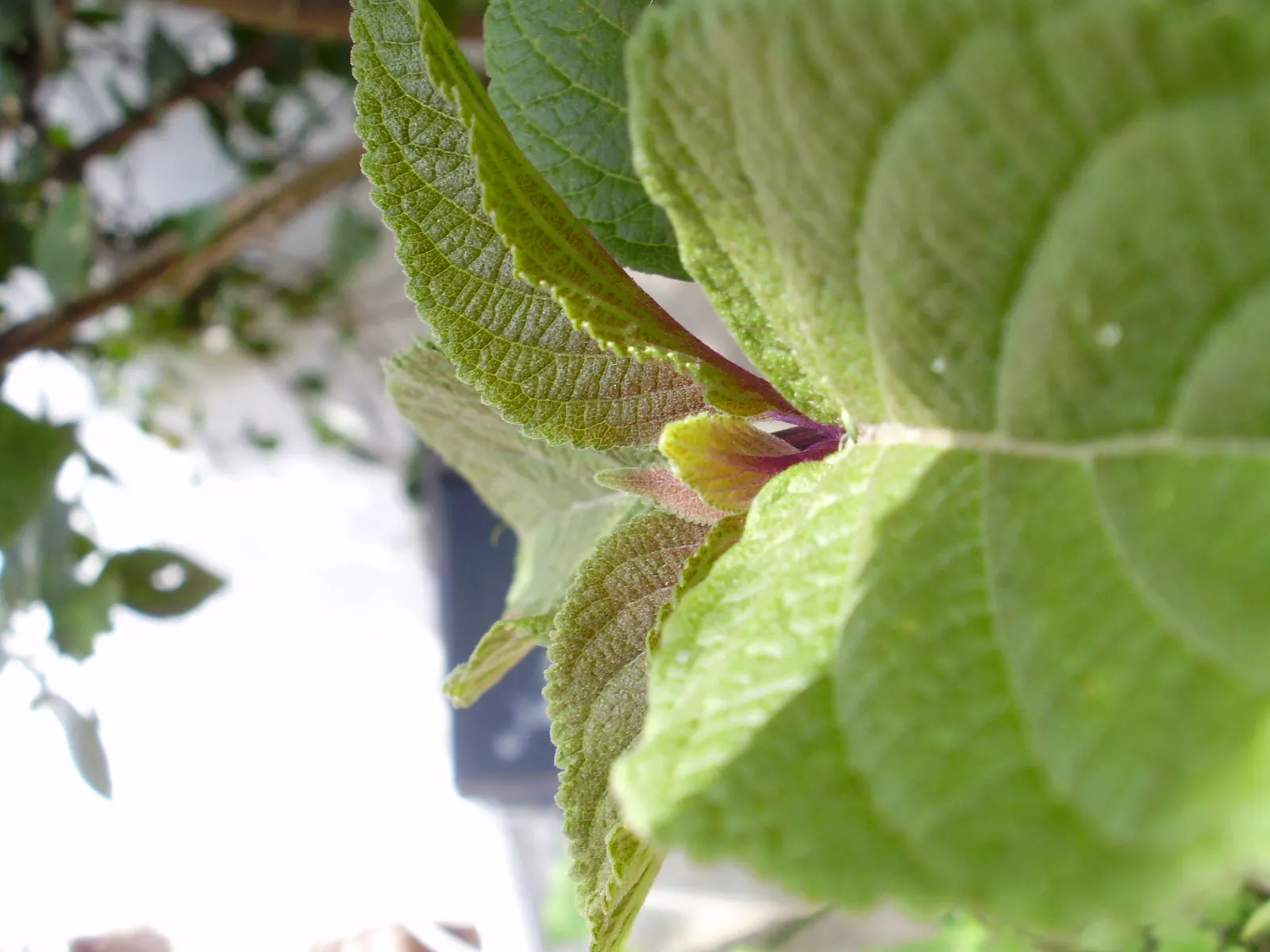 Seer's Sage (Salvia divinorum) — commonly referred to as Seer's Sage