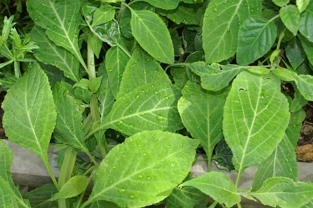 Seer's Sage (Salvia divinorum) — is a perennial herb in the mint family that originates from the cloud forests of the Sierra Mazateca in Oaxaca