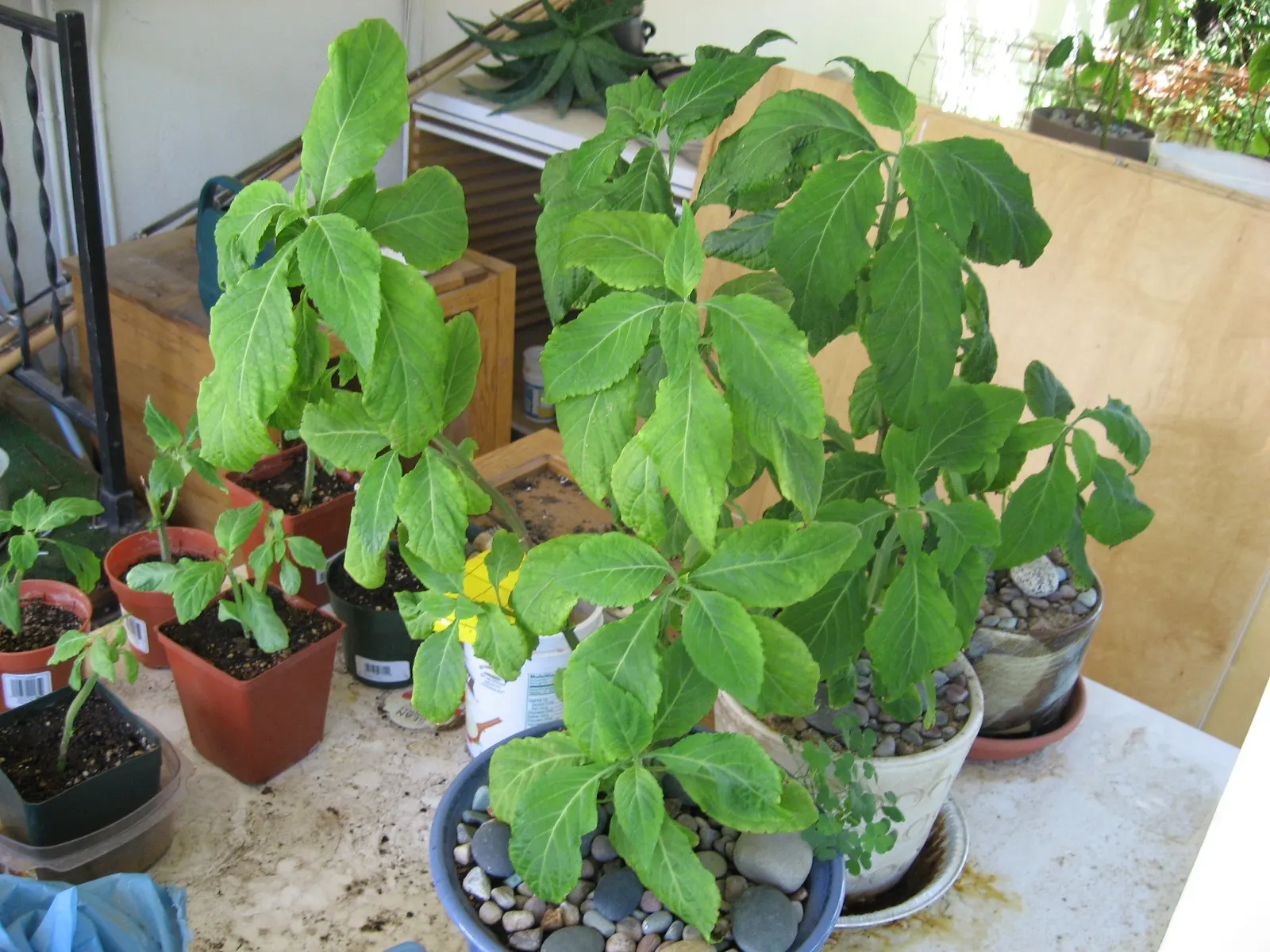Seer's Sage (Salvia divinorum) — consider that this plant thrives best in USDA hardiness zones 9 to 11
