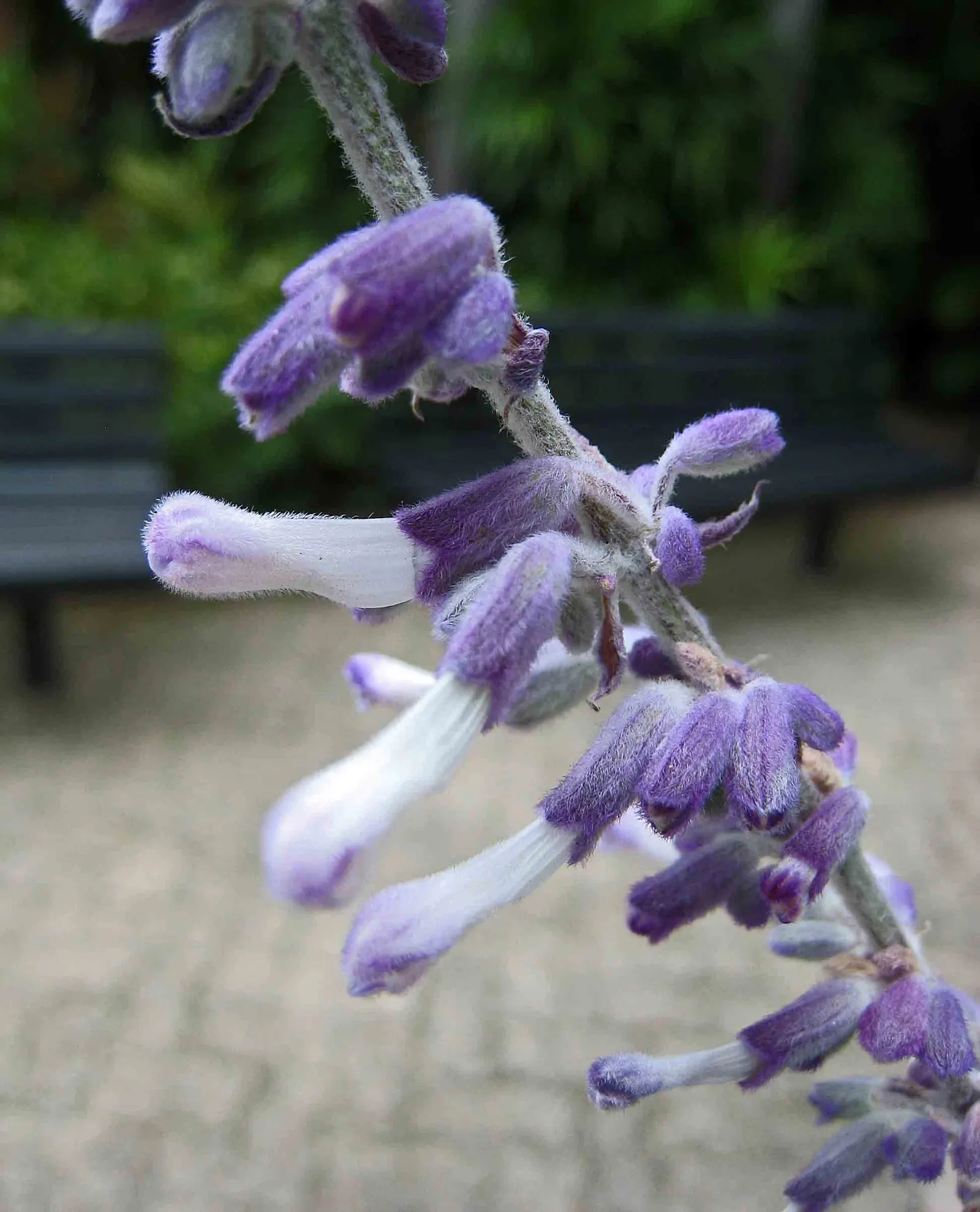 Seer's Sage (Salvia divinorum) — While it blooms infrequently outside of its native habitat