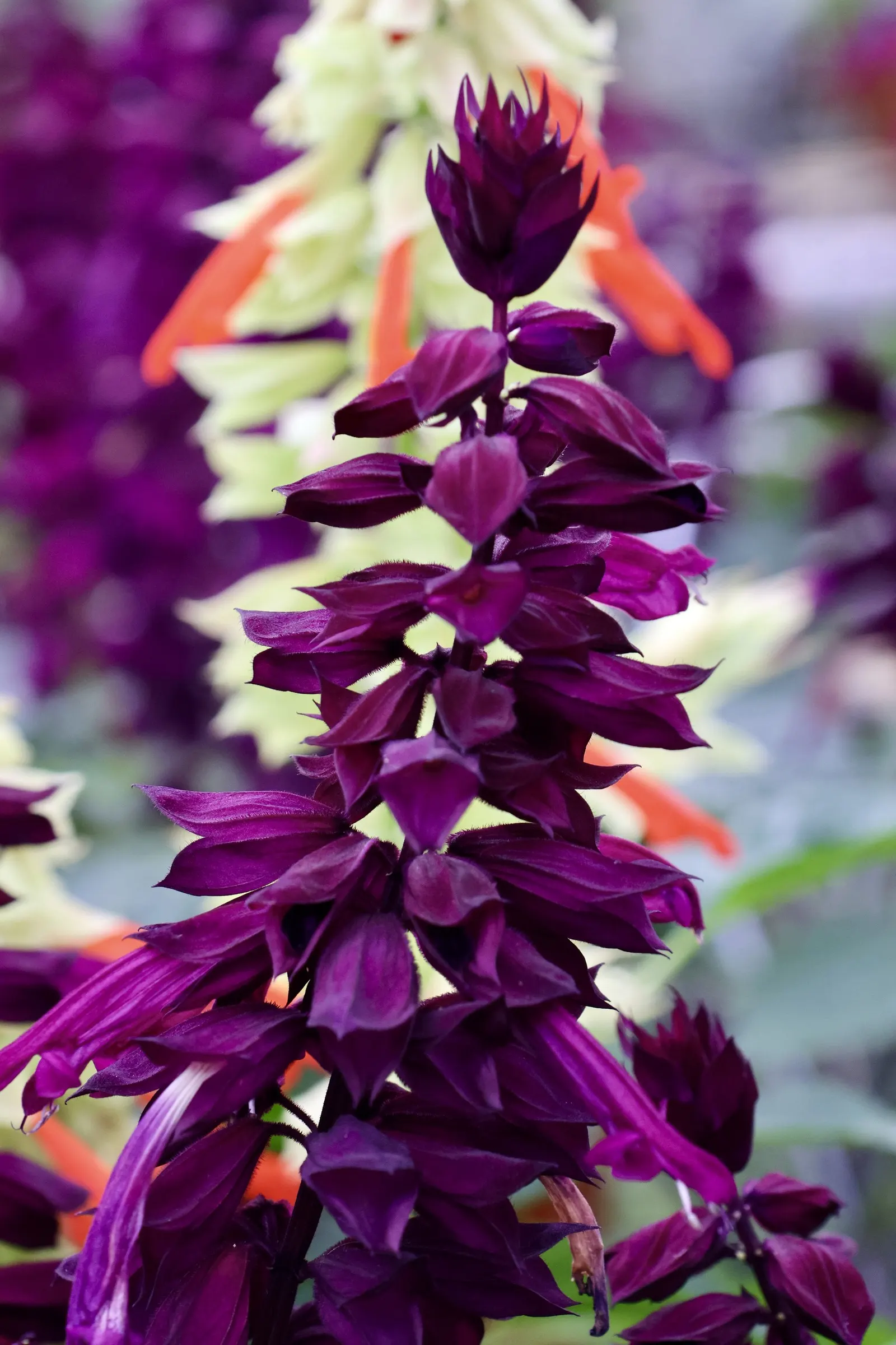 Seer's Sage (Salvia divinorum) — it should be viewed as more than a botanical curiosity