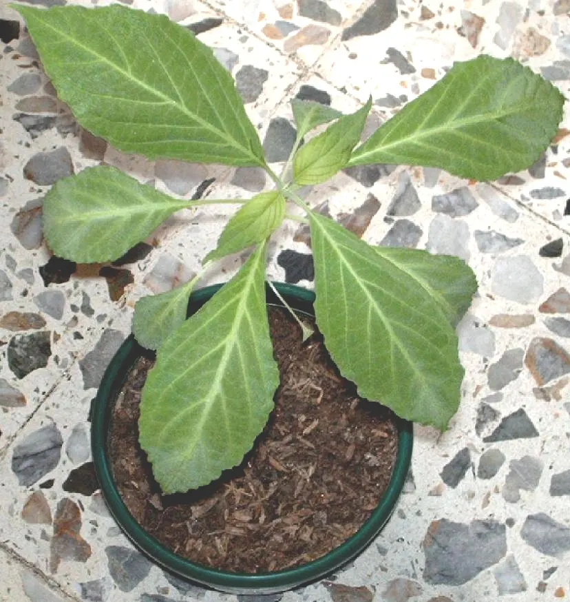 Seer's Sage (Salvia divinorum) — ovate leaves that can reach up to 4 to 6 inches in length
