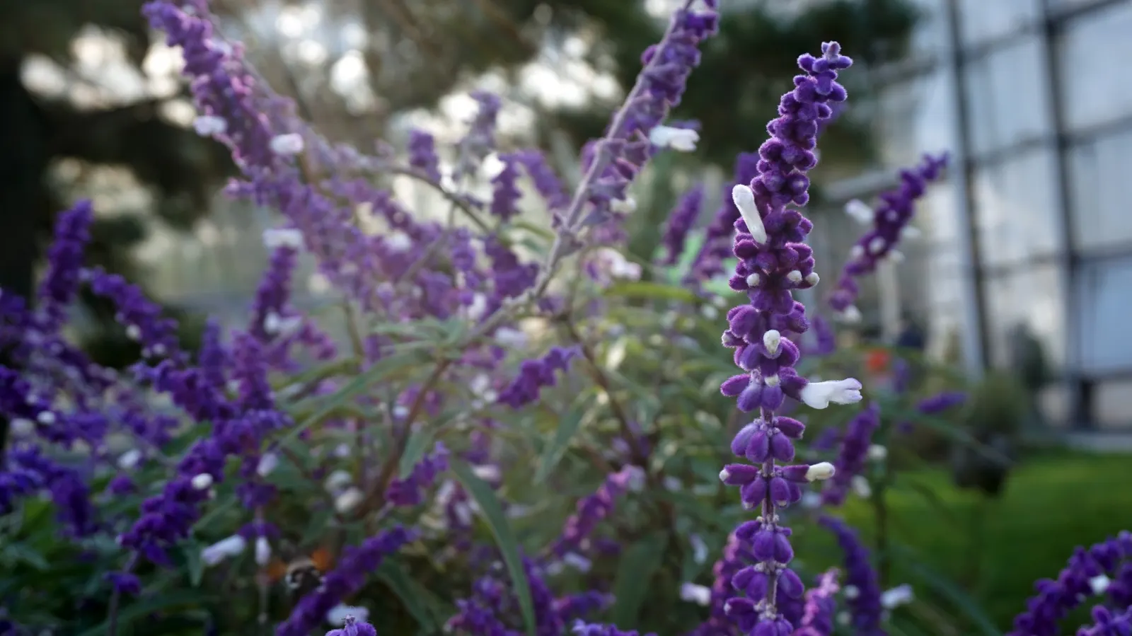 Seer's Sage (Salvia divinorum) — Informing the client about the legal status of Salvia divinorum is paramount