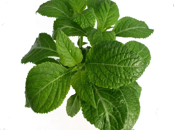 Seer's Sage (Salvia divinorum) — known for its psychoactive properties