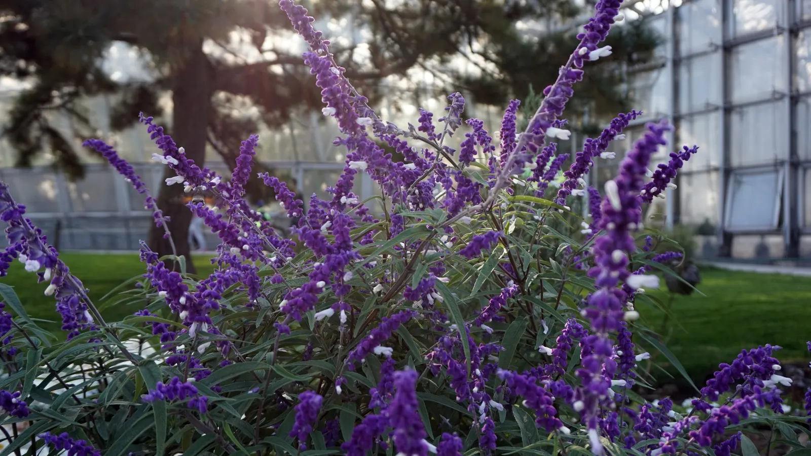 Seer's Sage (Salvia divinorum) — It requires a sheltered position with dappled light, mimicking its natural understory conditions