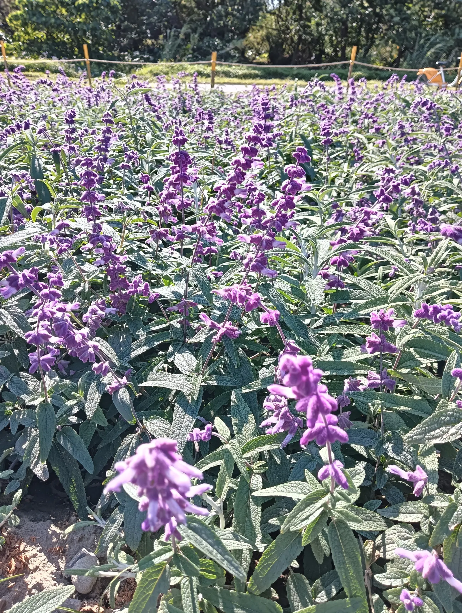Seer's Sage (Salvia divinorum) — Seer's Sage possesses square stems typical of the Lamiaceae family
