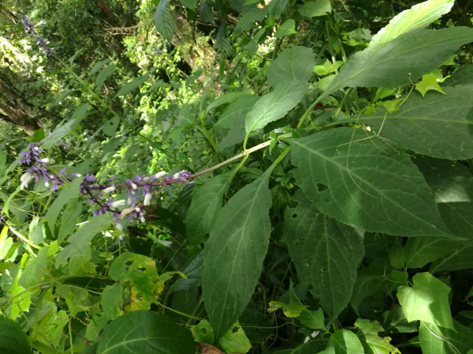 Seer's Sage (Salvia divinorum) — Provide rich, moist, and well-draining soil to maintain consistent moisture without waterlogging
