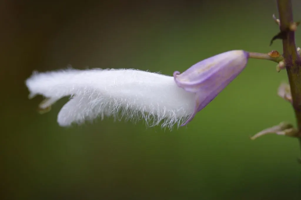 Seer's Sage (Salvia divinorum) — preferring the USDA Zones 9-11