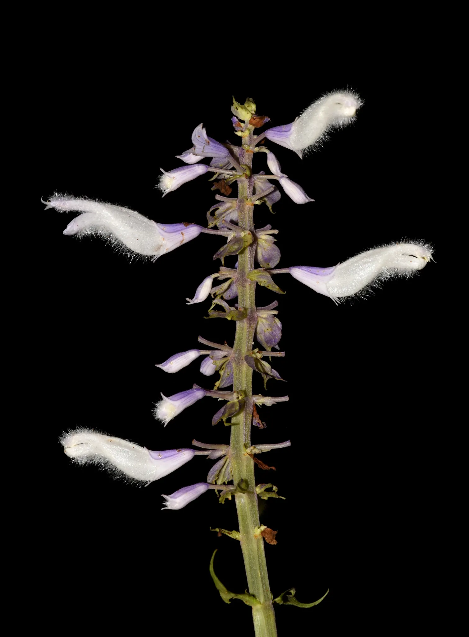 Seer's Sage (Salvia divinorum) — Handle with care due to its hallucinogenic properties when ingested