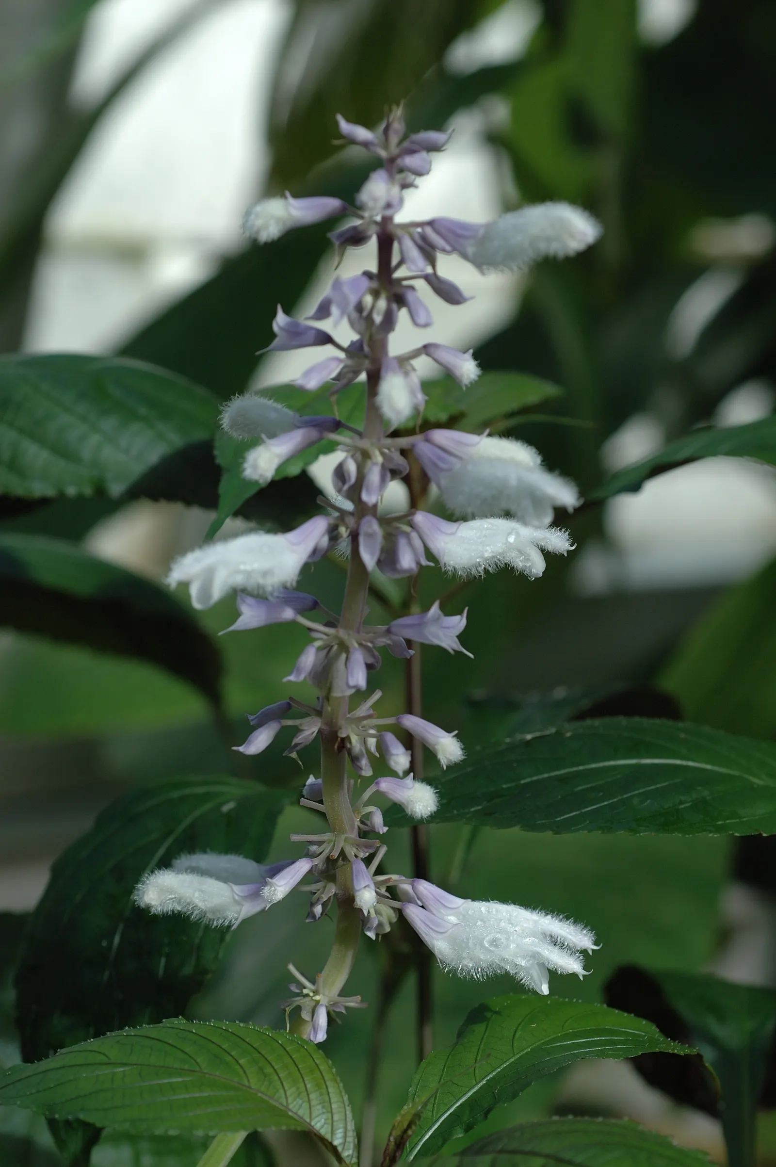 Seer's Sage (Salvia divinorum) — Seer's Sage (Salvia divinorum) is a psychoactive perennial