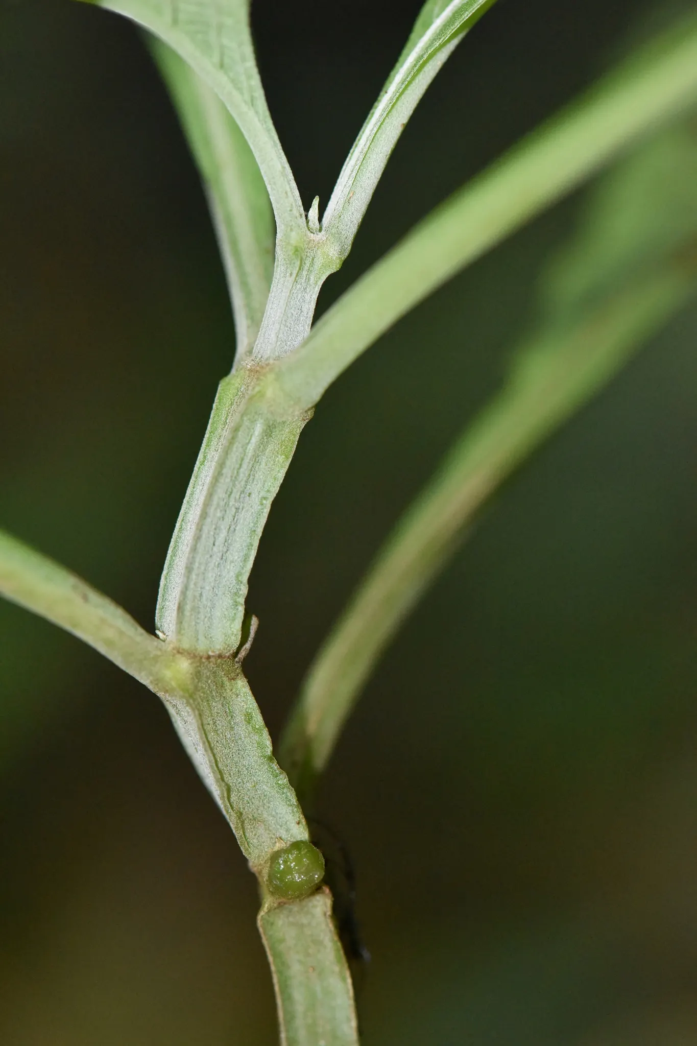 Seer's Sage (Salvia divinorum) — accompany hollow square stems on plants reaching 3 feet in height