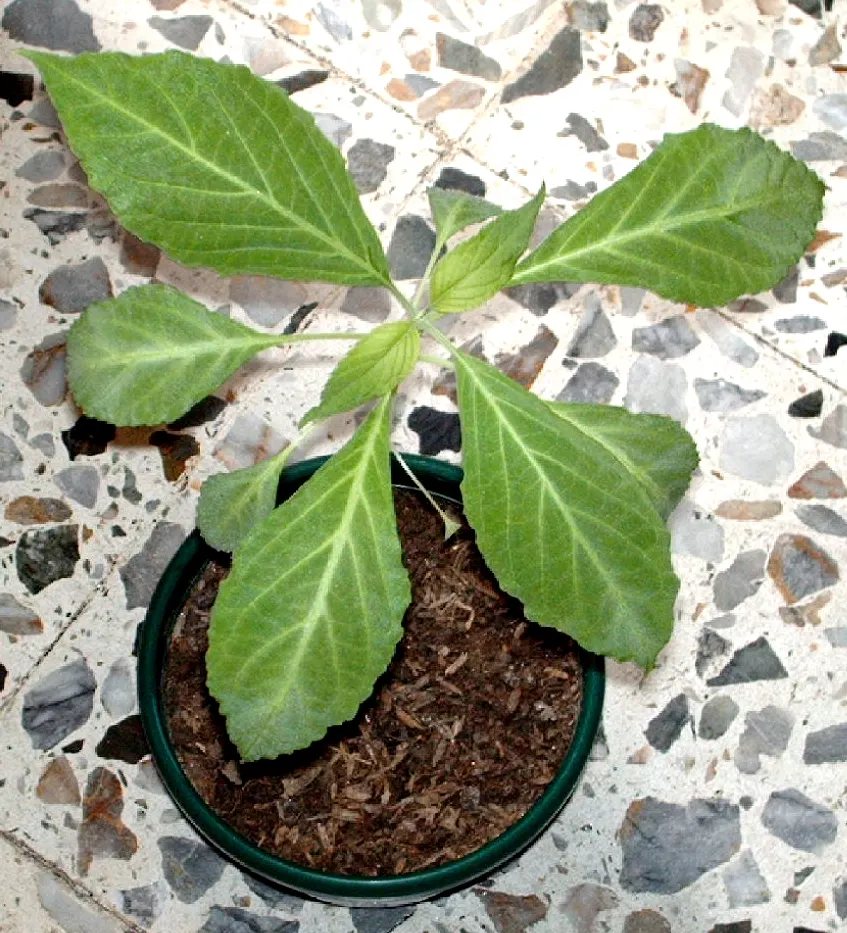 Seer's Sage (Salvia divinorum) — thriving in shaded areas with high humidity