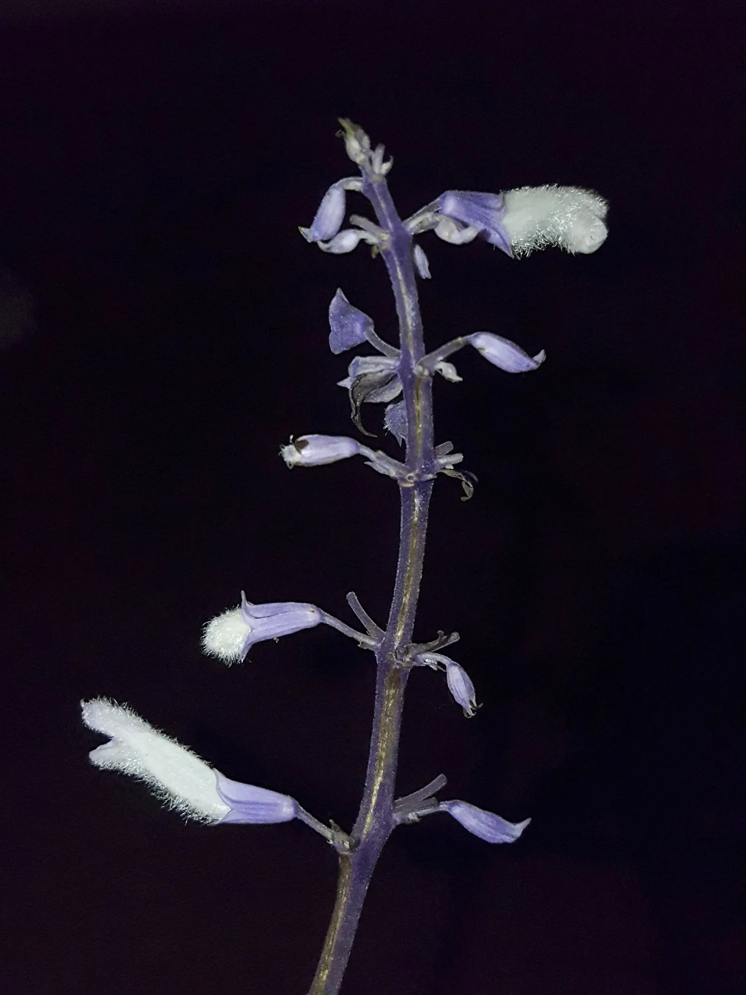 Seer's Sage (Salvia divinorum) — Handle with care due to its hallucinogenic properties when ingested; it should be viewed as more than a botanical curiosity