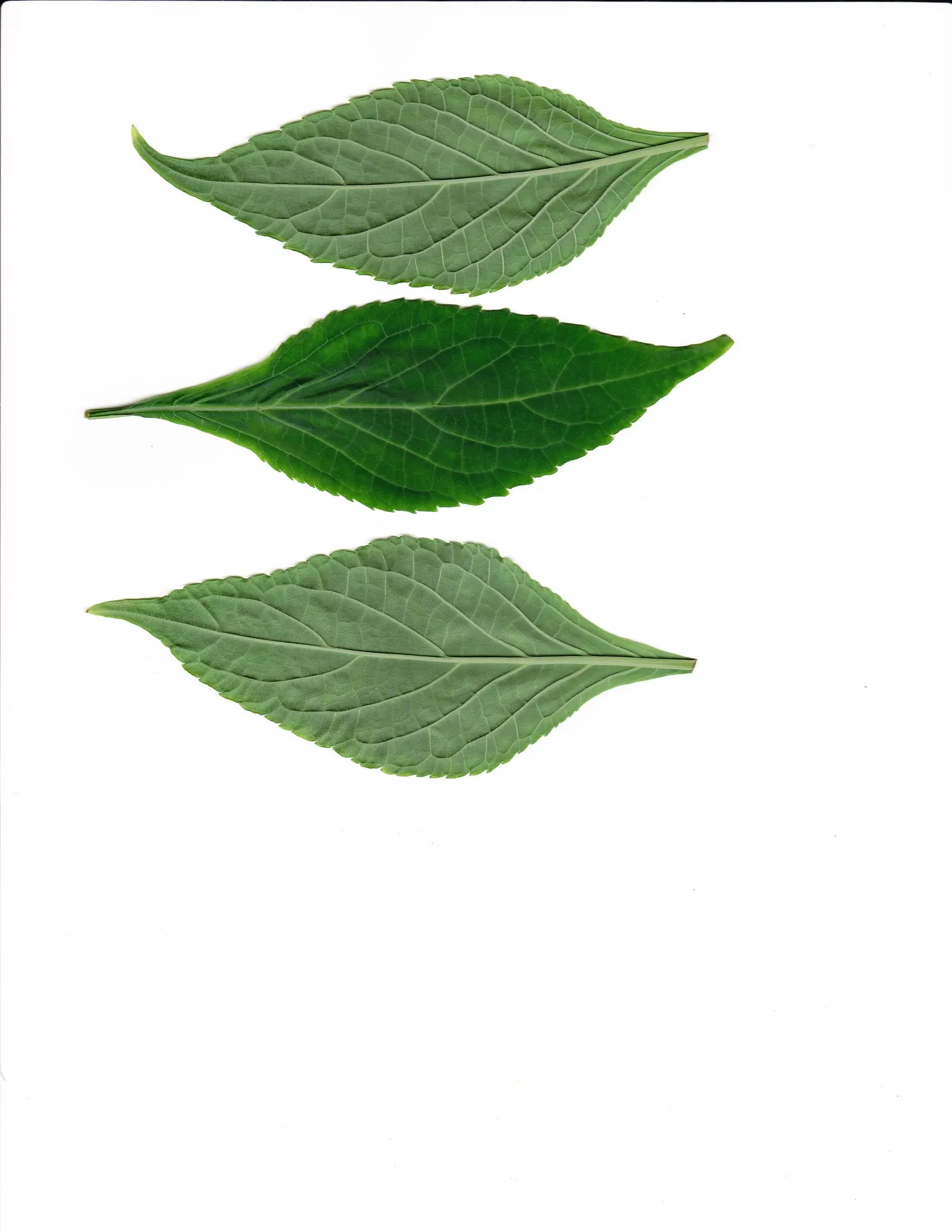 Seer's Sage (Salvia divinorum) — Seer's Sage (Salvia divinorum) is a psychoactive perennial; accompany hollow square stems on plants reaching 3 feet in height