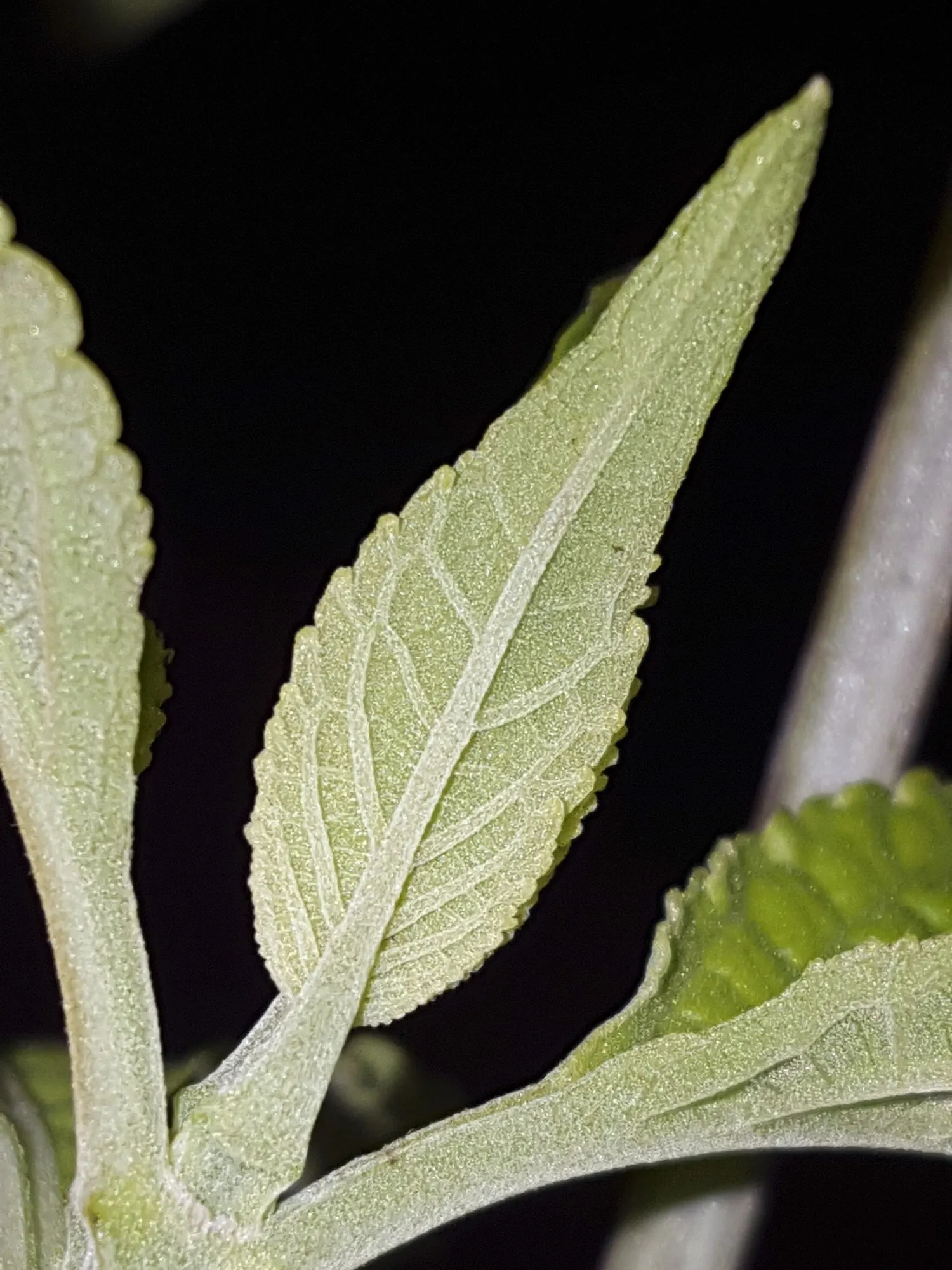 Seer's Sage (Salvia divinorum) — Known for its serrated foliage and rare white blooms, it requires well-drained soil; known for its psychoactive properties