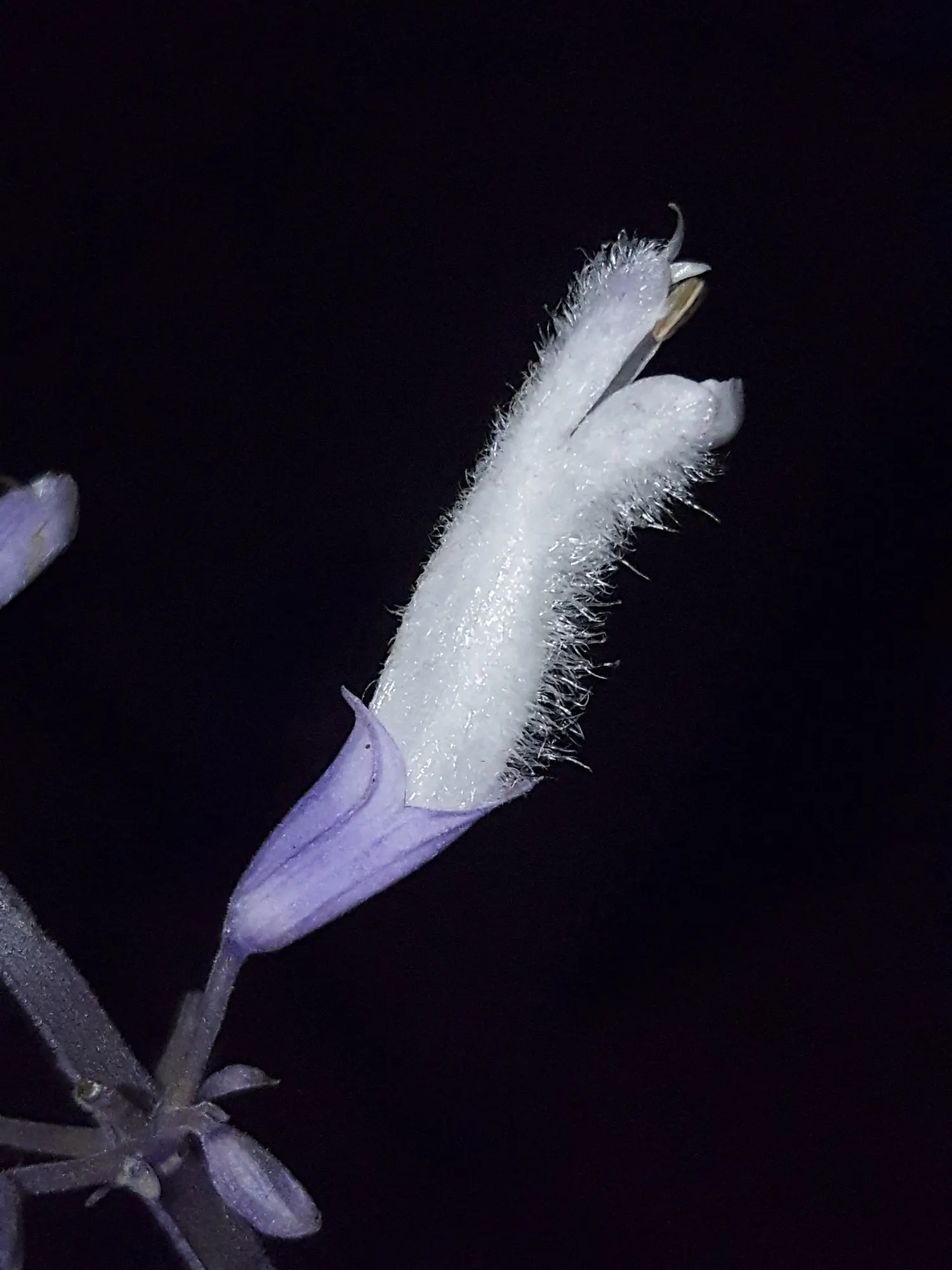 Seer's Sage (Salvia divinorum) — herb / perennial with white blooms