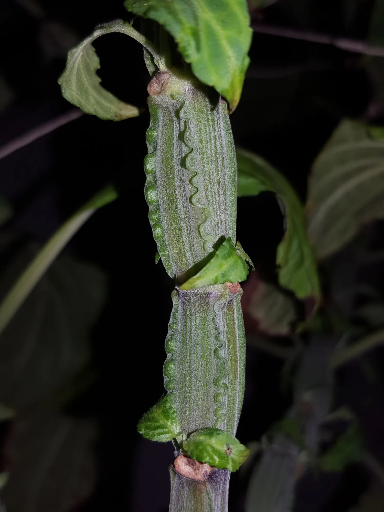 Seer's Sage (Salvia divinorum) — preferring the USDA Zones 9-11; informing the client about the legal status of Salvia divinorum is paramount