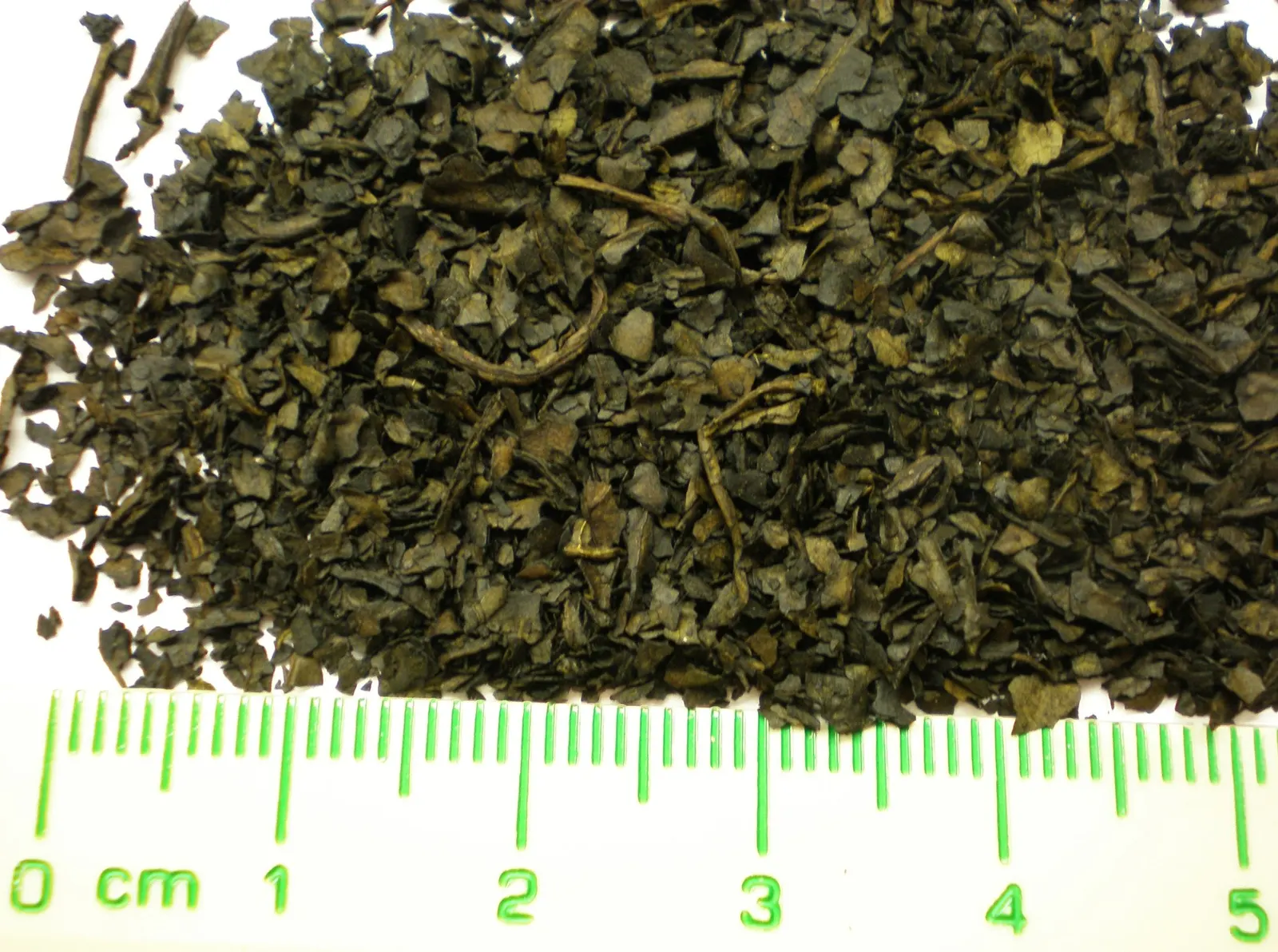 Seer's Sage (Salvia divinorum) — thriving in shaded areas with high humidity; seer's Sage possesses square stems typical of the Lamiaceae family