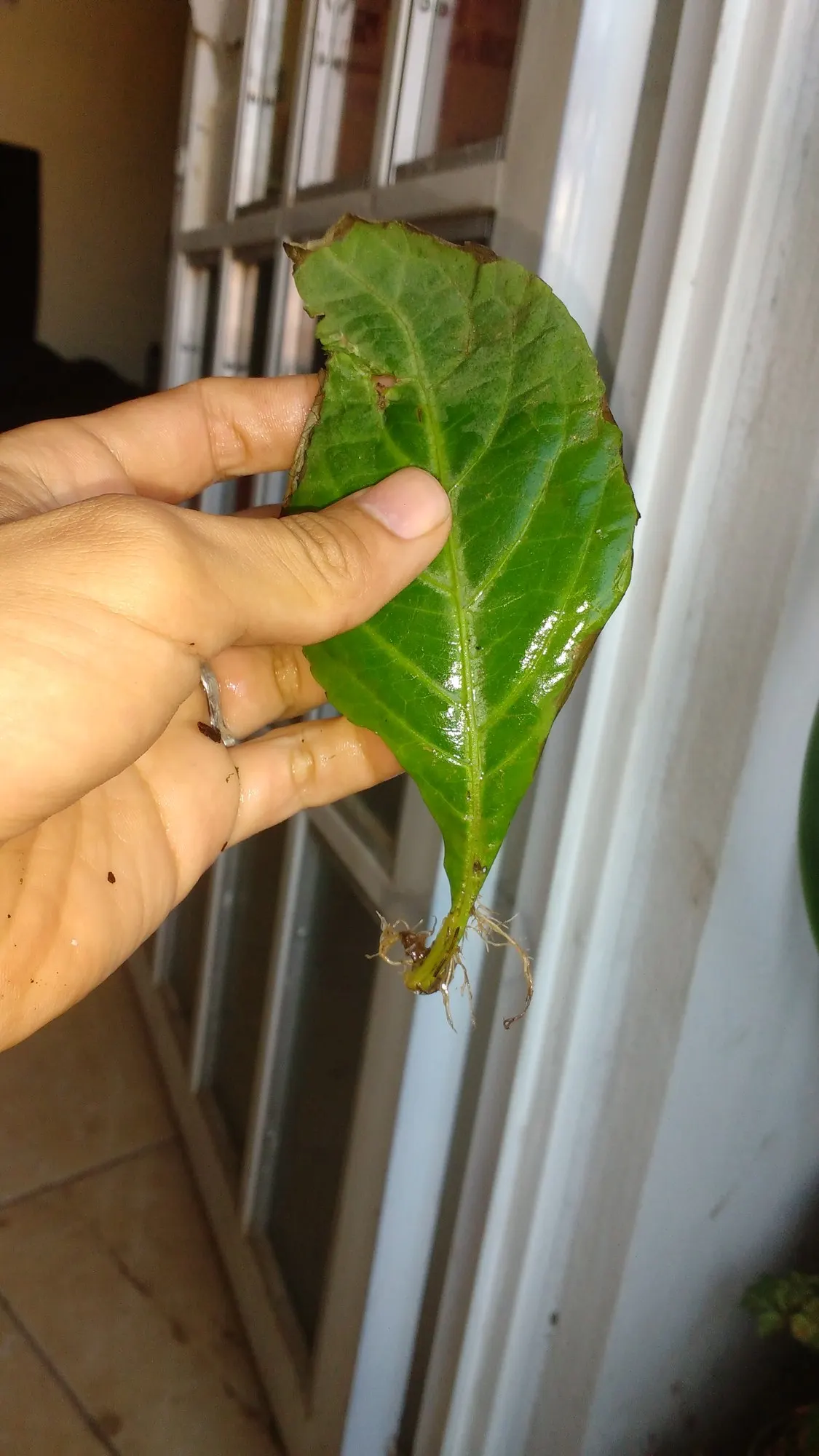 Seer's Sage (Salvia divinorum) — herb / perennial for shade