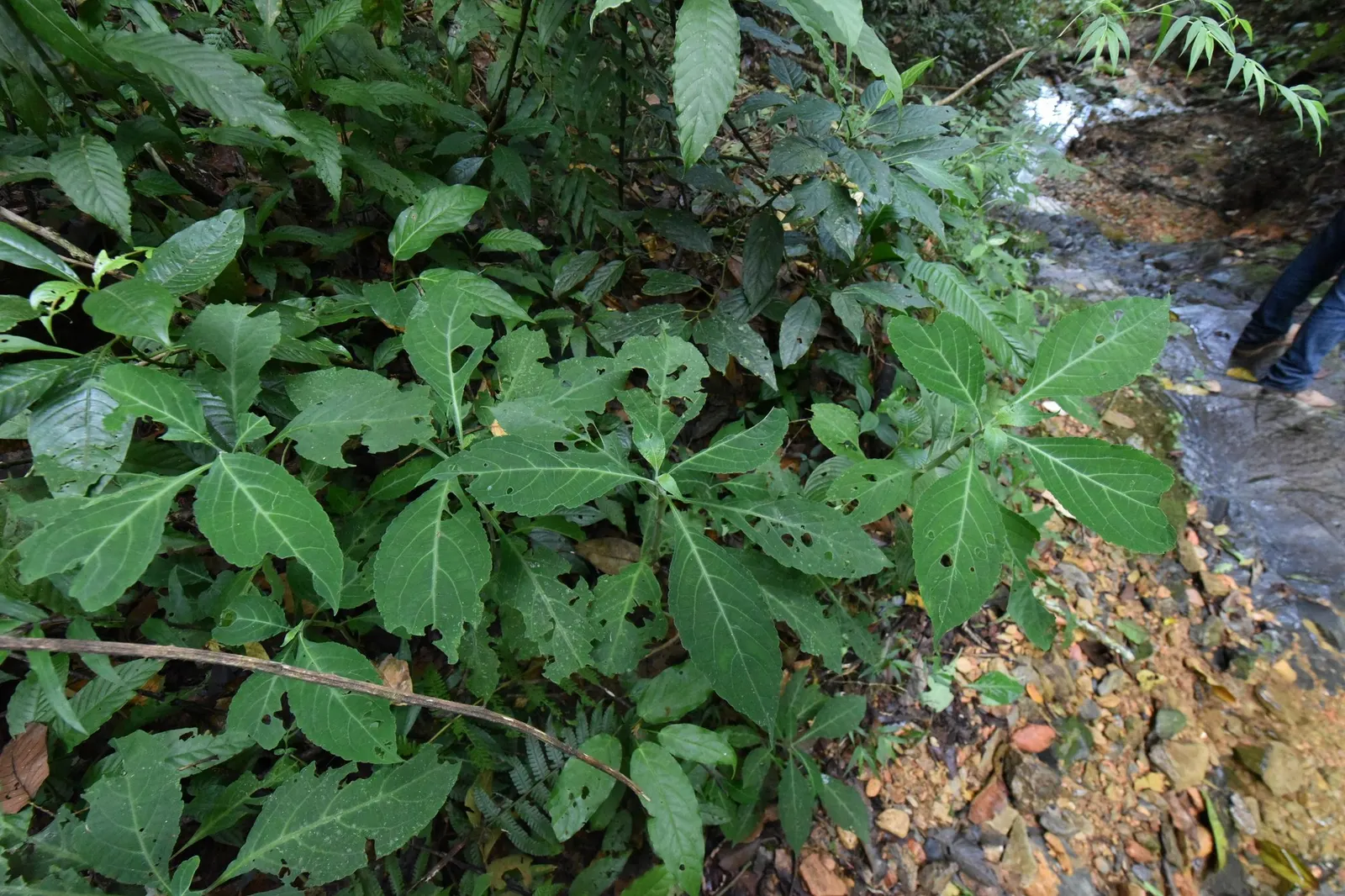 Seer's Sage (Salvia divinorum) — Notably low-maintenance and deer-resistant; thriving in shaded areas with high humidity