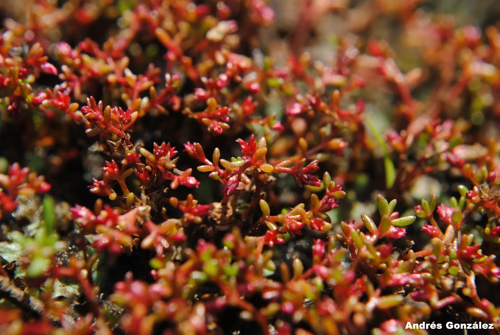 Purple Stonecrop (Sedum Spathulifolium 'Purpureum') — spoon-shaped leaves that bear a stunning purple hue