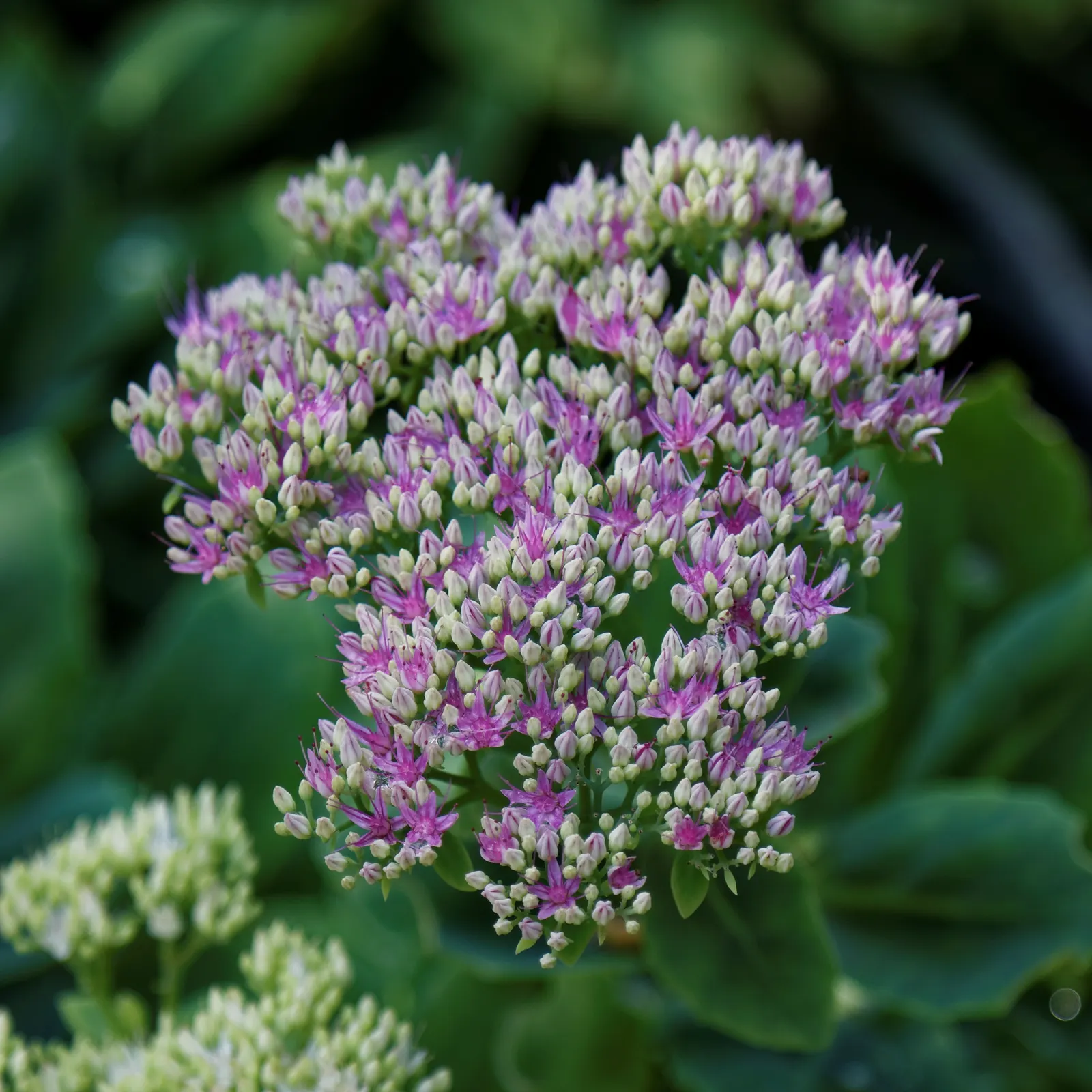 Purple Stonecrop (Sedum Spathulifolium 'Purpureum') — scientifically named Sedum spathulifolium 'Purpureum'