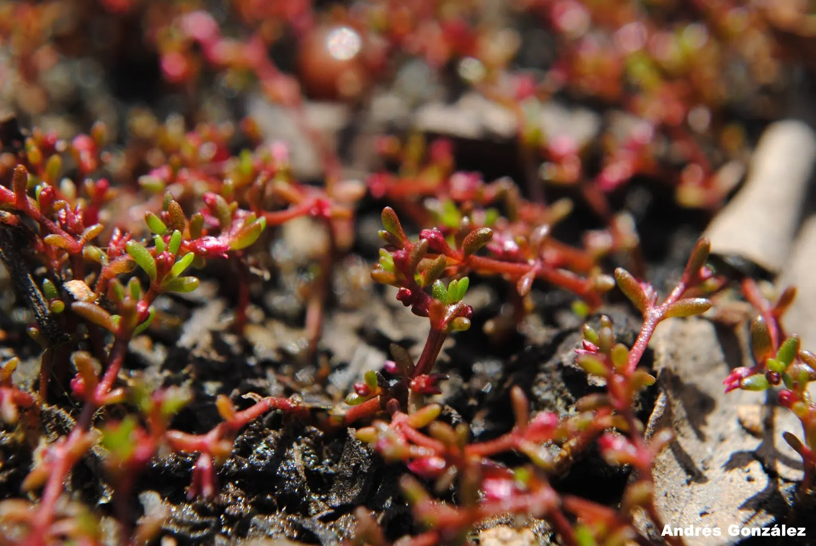 Purple Stonecrop (Sedum Spathulifolium 'Purpureum') — highly prized in landscape design for its ornamental foliage and hardy nature