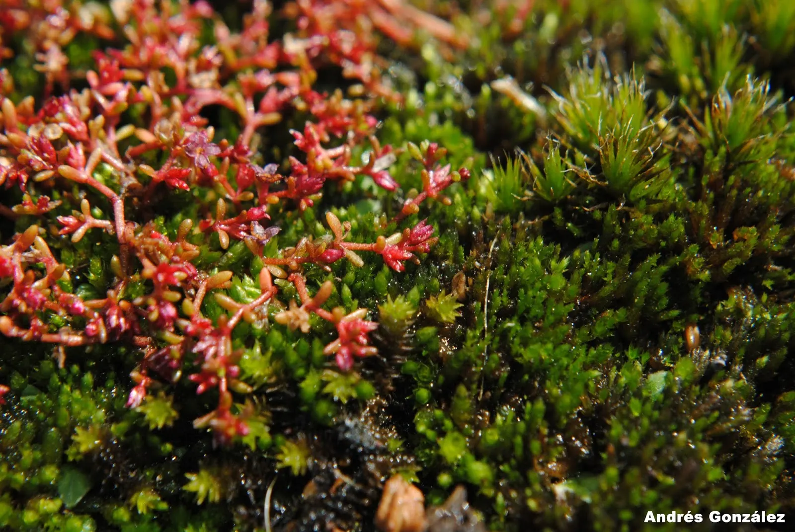 Purple Stonecrop (Sedum Spathulifolium 'Purpureum') — showcasing an inherent resilience