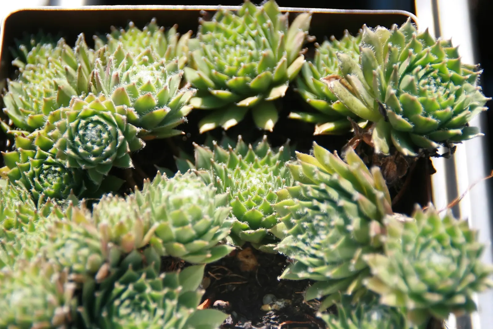 Purple Stonecrop (Sedum Spathulifolium 'Purpureum') — is a captivating evergreen perennial succulent
