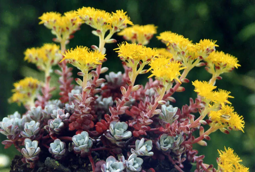 Purple Stonecrop (Sedum Spathulifolium 'Purpureum') — is a hardy perennial succulent with fleshy