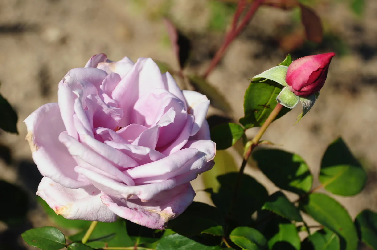 Blue Moon Hybrid Tea Rose (Rosa 'Blue Moon') — which ensures a dynamic and continuously appealing garden display.<br><br>For optimal results